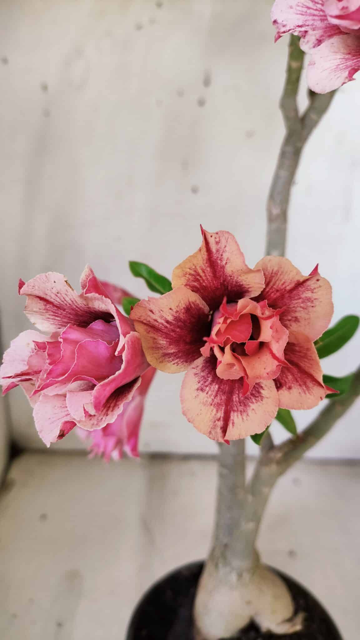 Planta Dobrada 3091 – 35cm – 03 anos