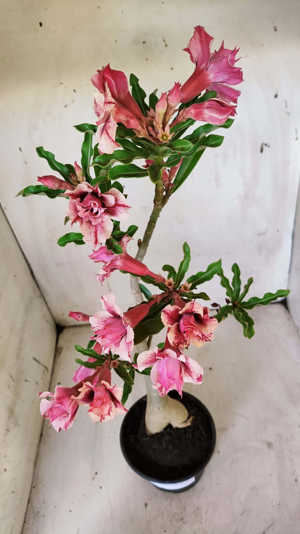 Planta Dobrada 3091 – 35cm – 03 anos