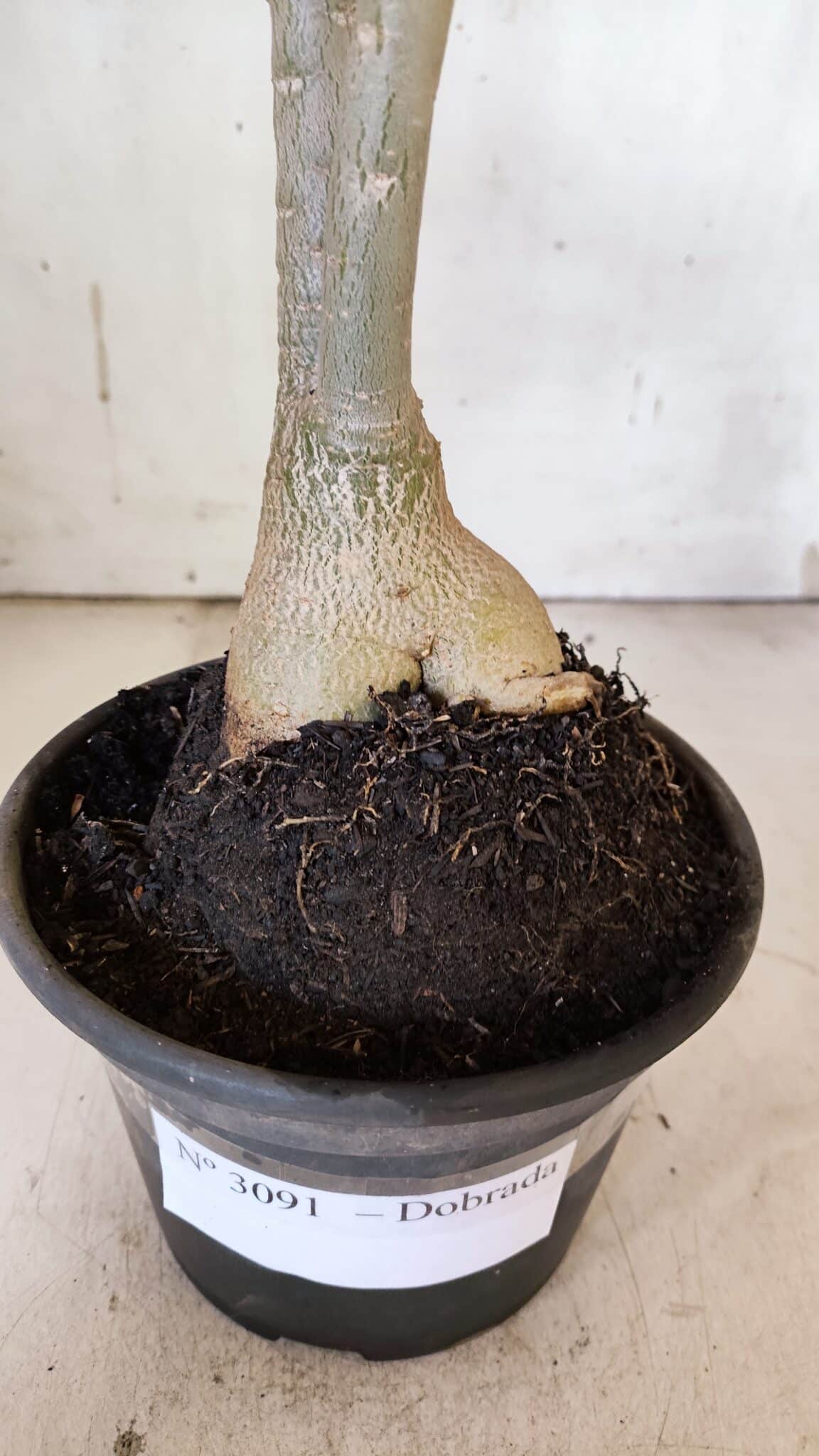 Planta Dobrada 3091 – 35cm – 03 anos