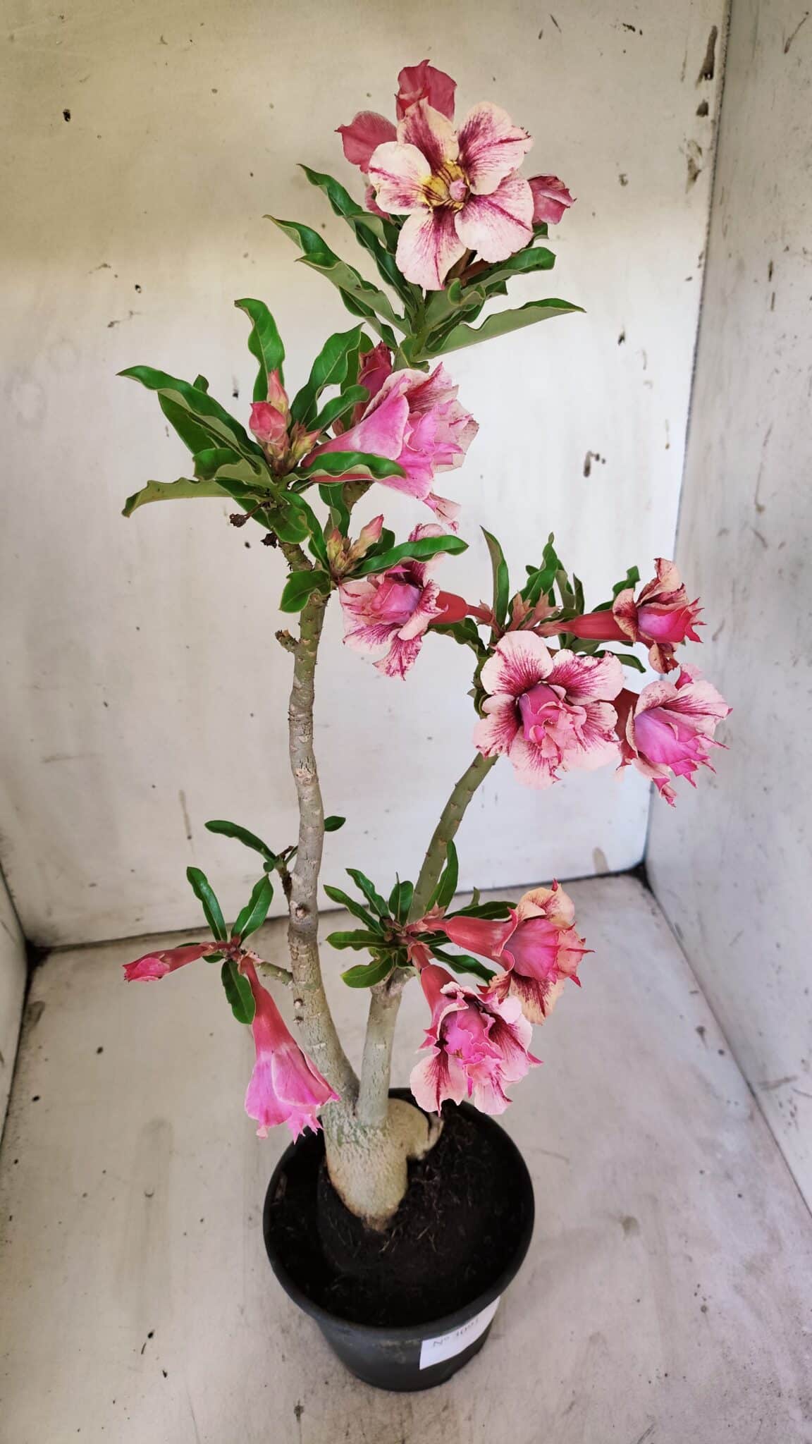 Planta Dobrada 3091 – 35cm – 03 anos