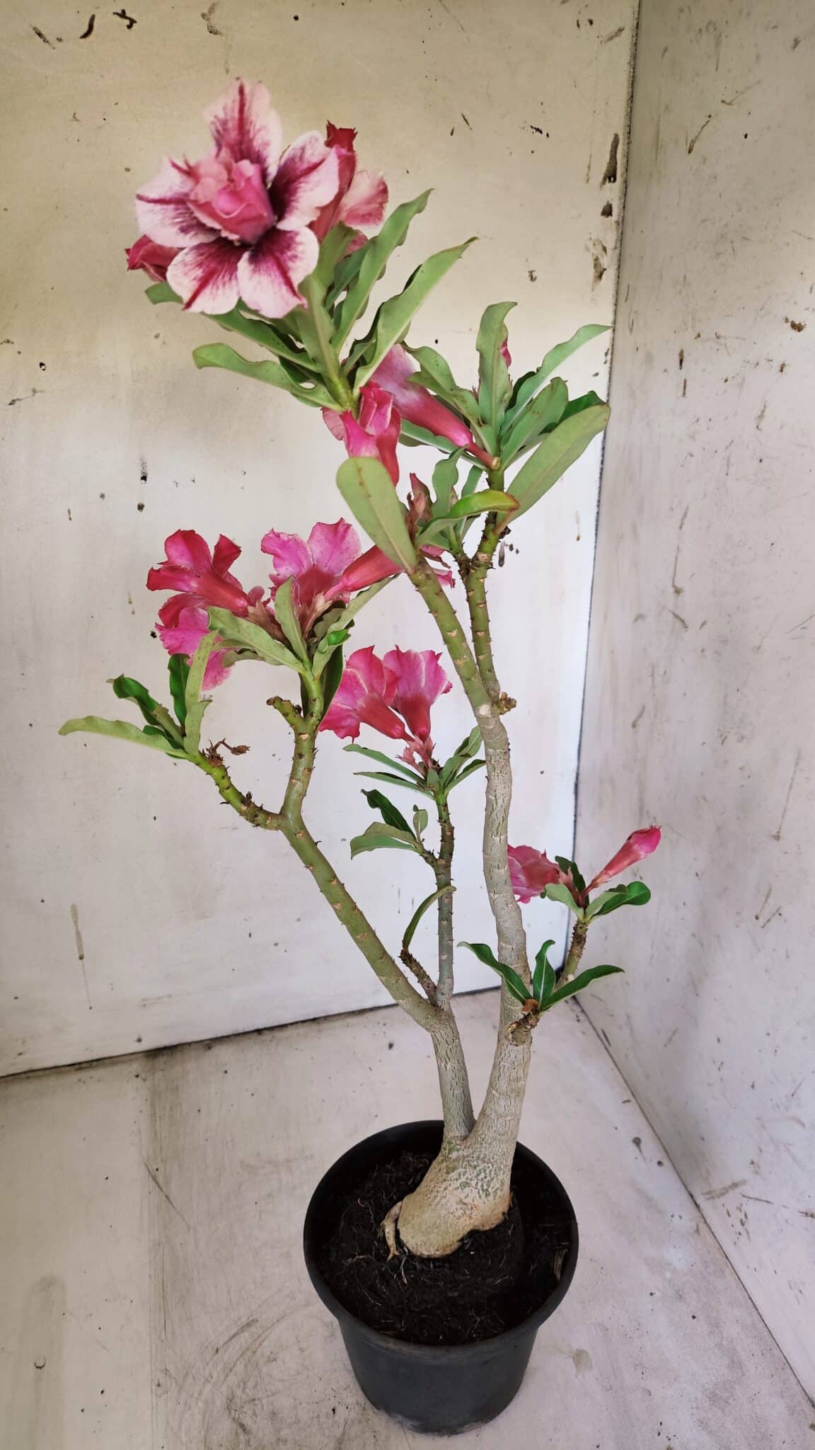 Planta Dobrada 3091 – 35cm – 03 anos