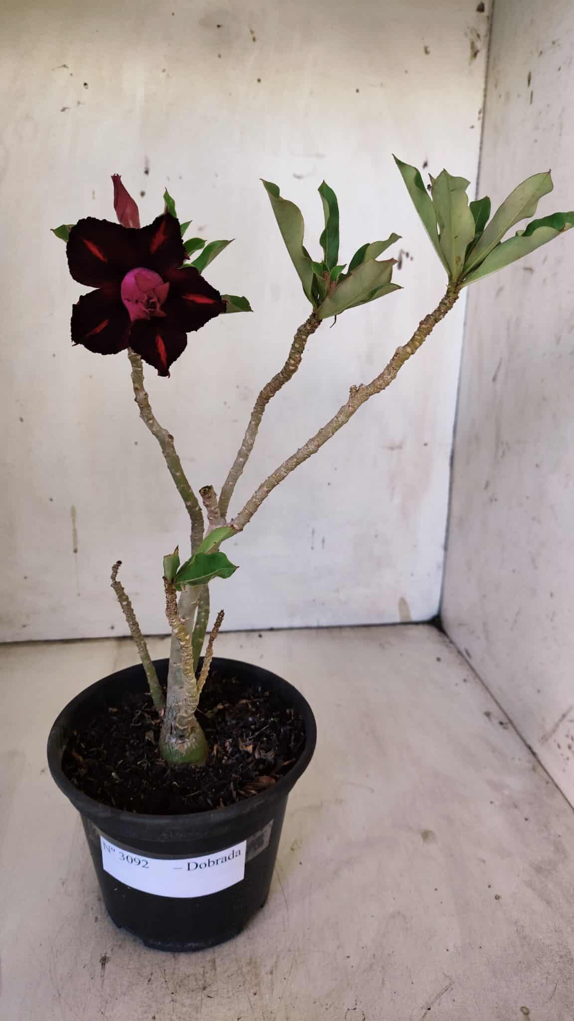 Planta Dobrada 3092 – 30cm – 02 anos