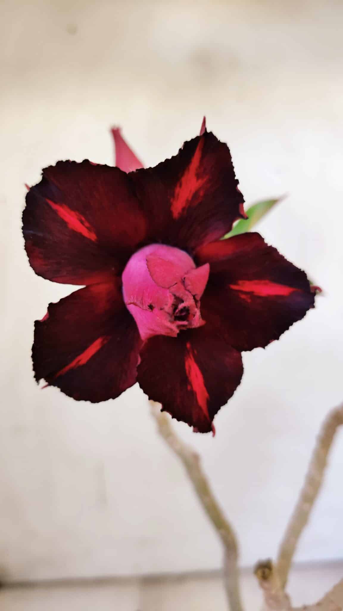 Planta Dobrada 3092 – 30cm – 02 anos