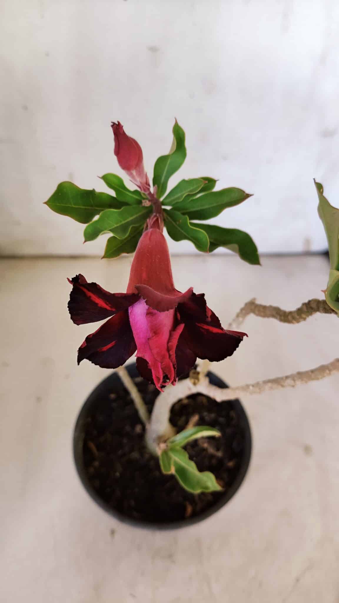 Planta Dobrada 3092 – 30cm – 02 anos