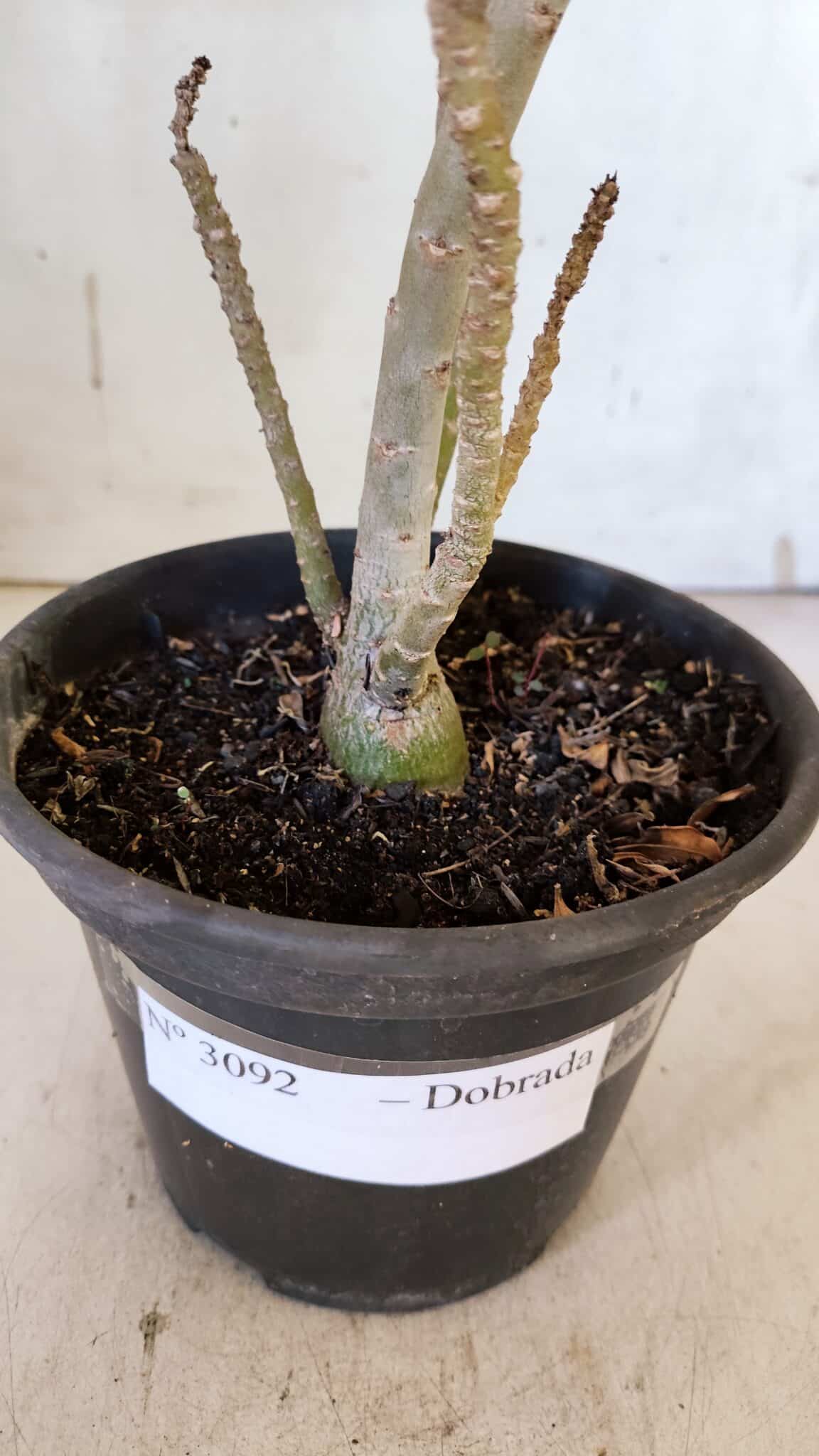 Planta Dobrada 3092 – 30cm – 02 anos