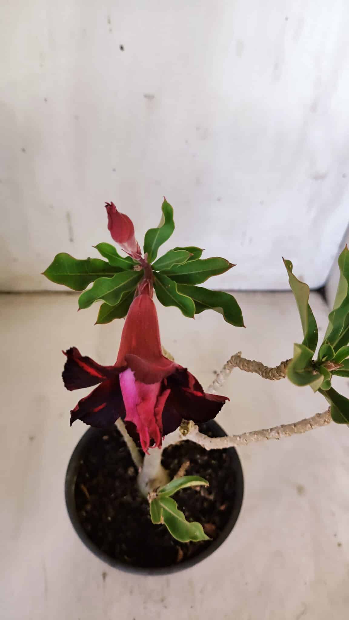 Planta Dobrada 3092 – 30cm – 02 anos