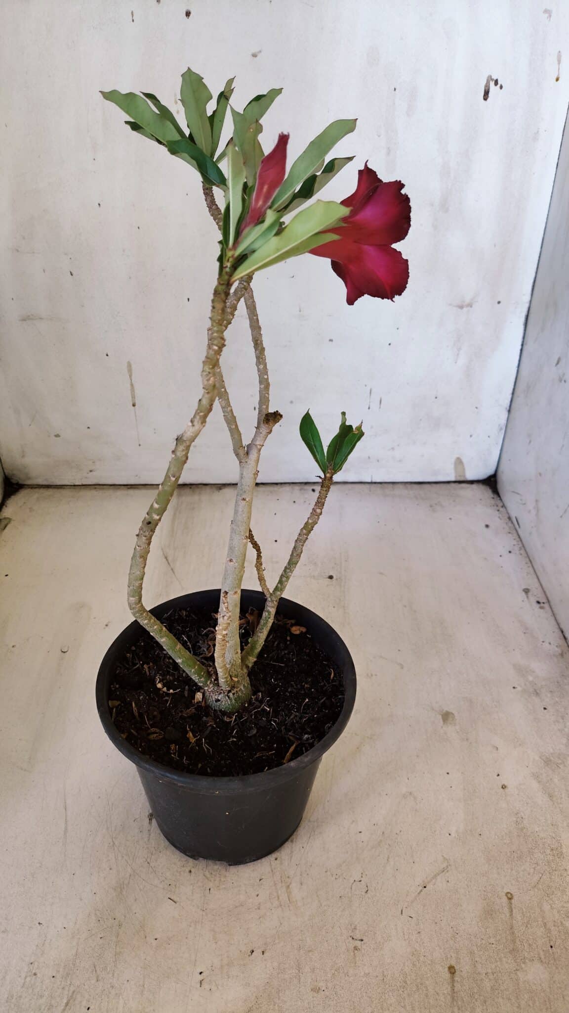 Planta Dobrada 3092 – 30cm – 02 anos