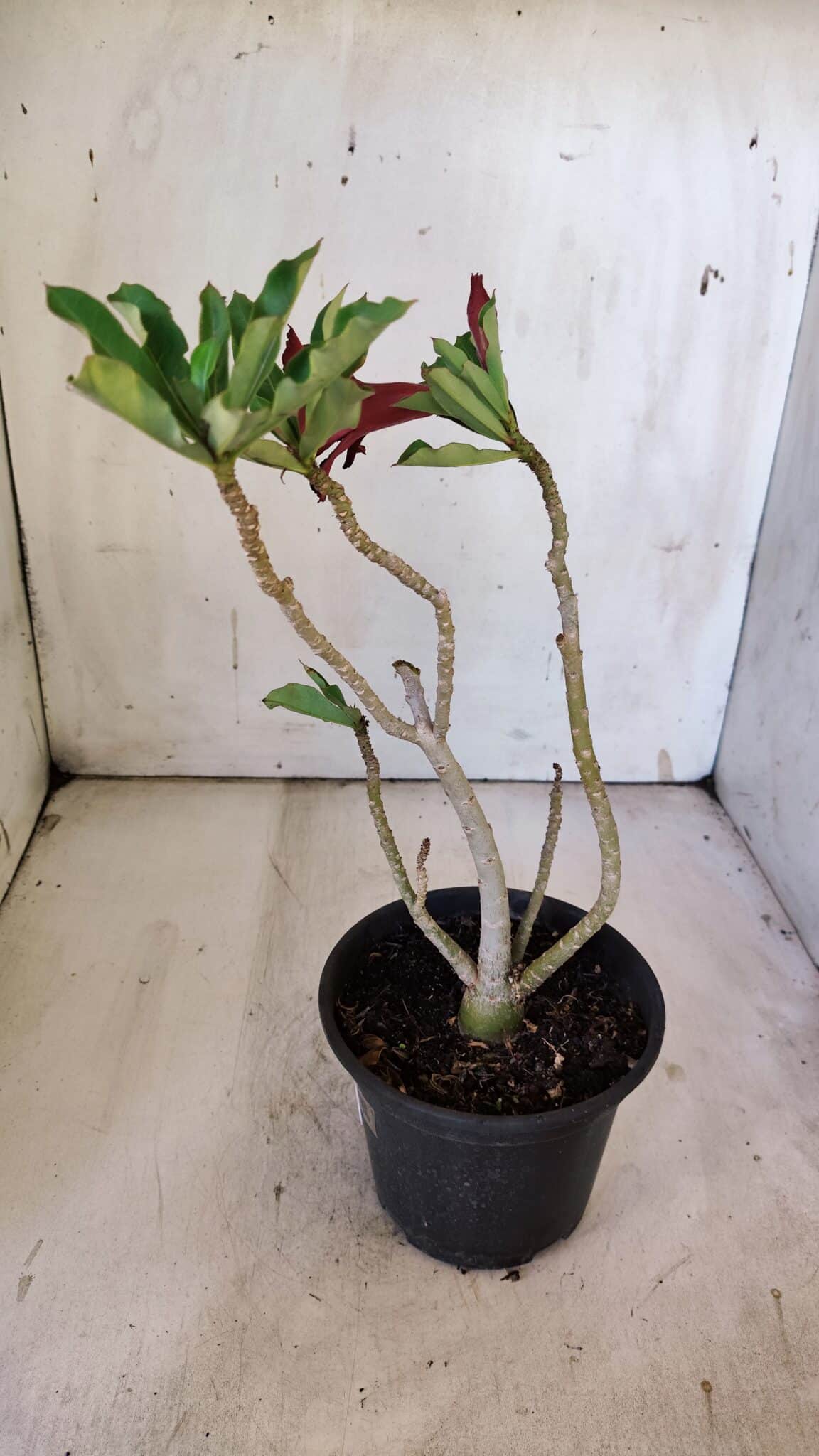 Planta Dobrada 3092 – 30cm – 02 anos