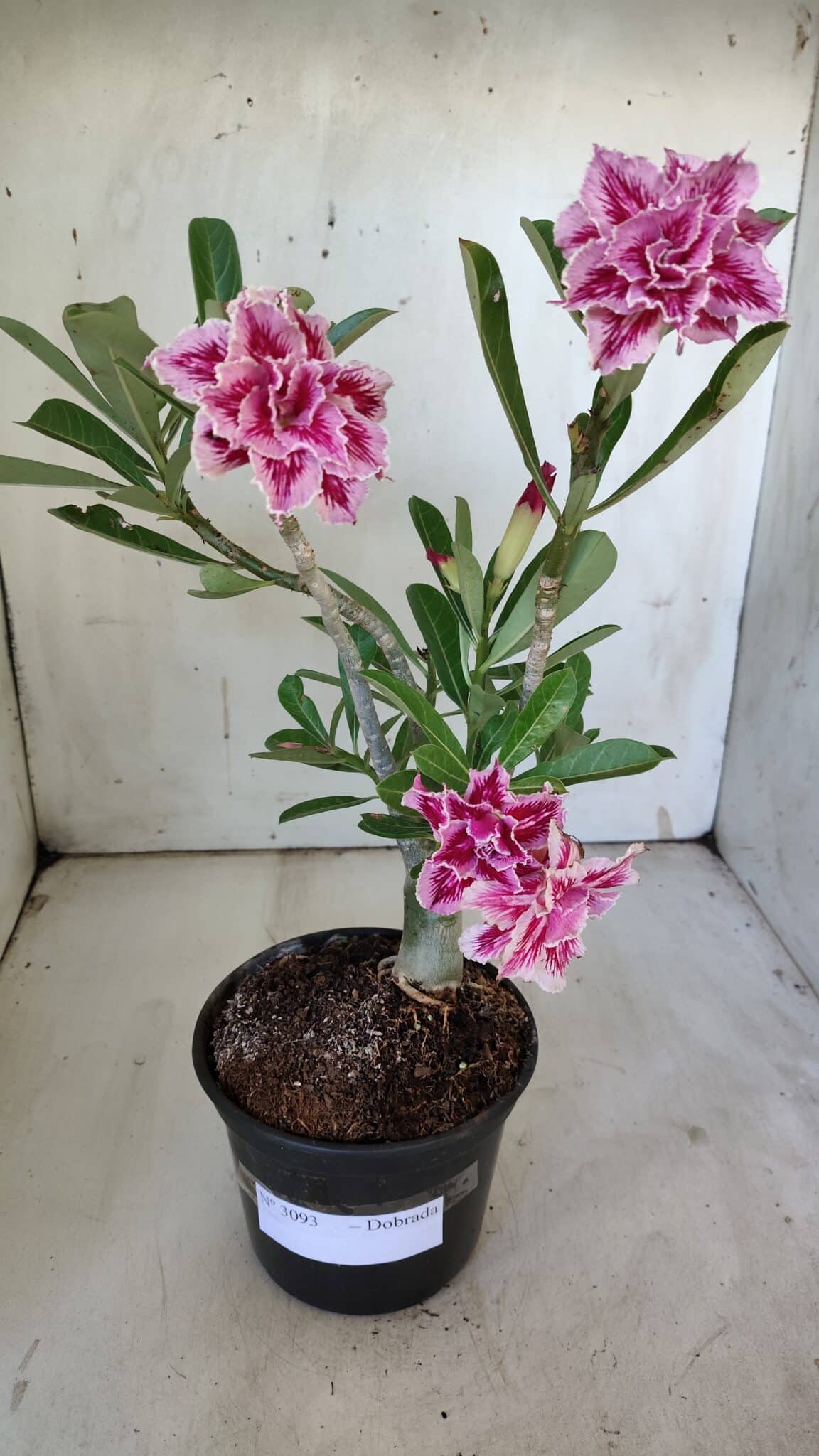 Planta Dobrada 3093 – 30cm – 03 anos