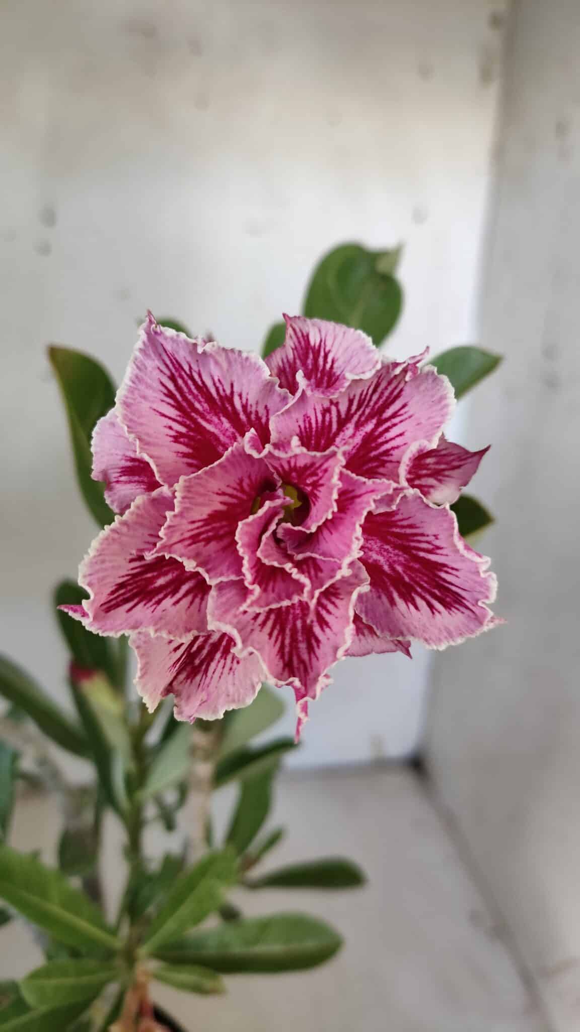 Planta Dobrada 3093 – 30cm – 03 anos