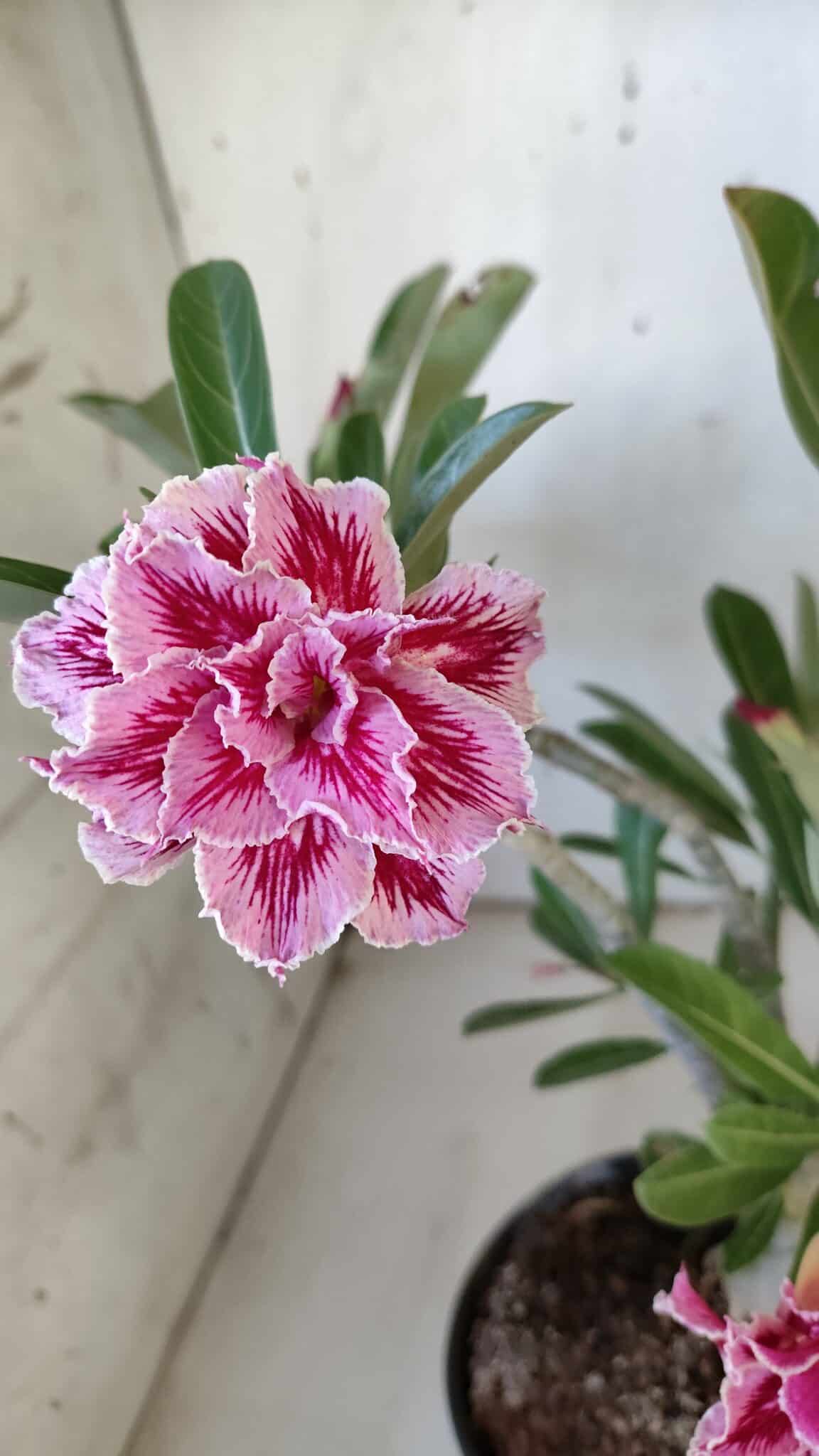 Planta Dobrada 3093 – 30cm – 03 anos