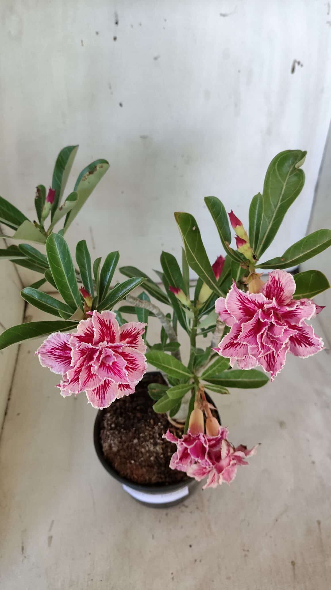 Planta Dobrada 3093 – 30cm – 03 anos