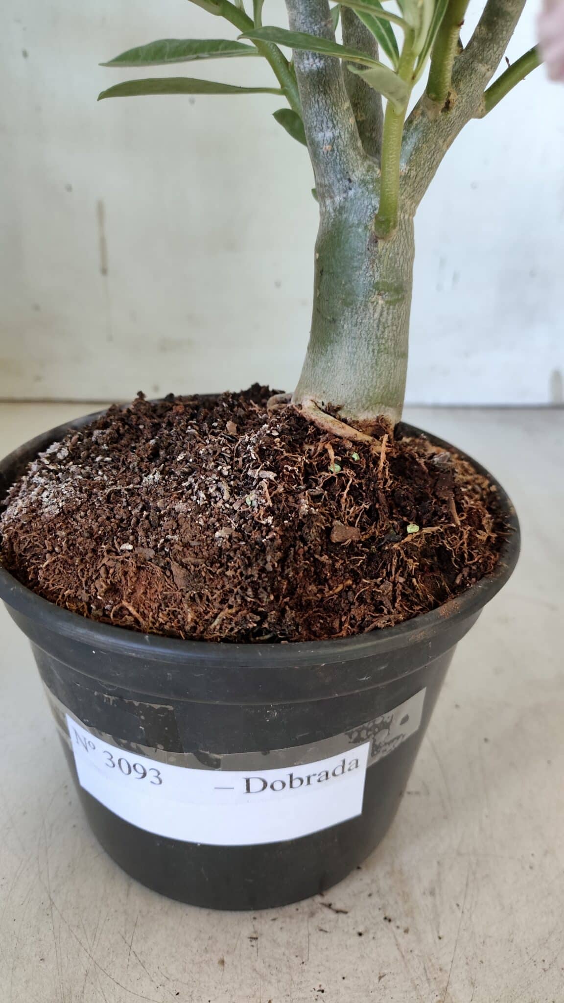 Planta Dobrada 3093 – 30cm – 03 anos