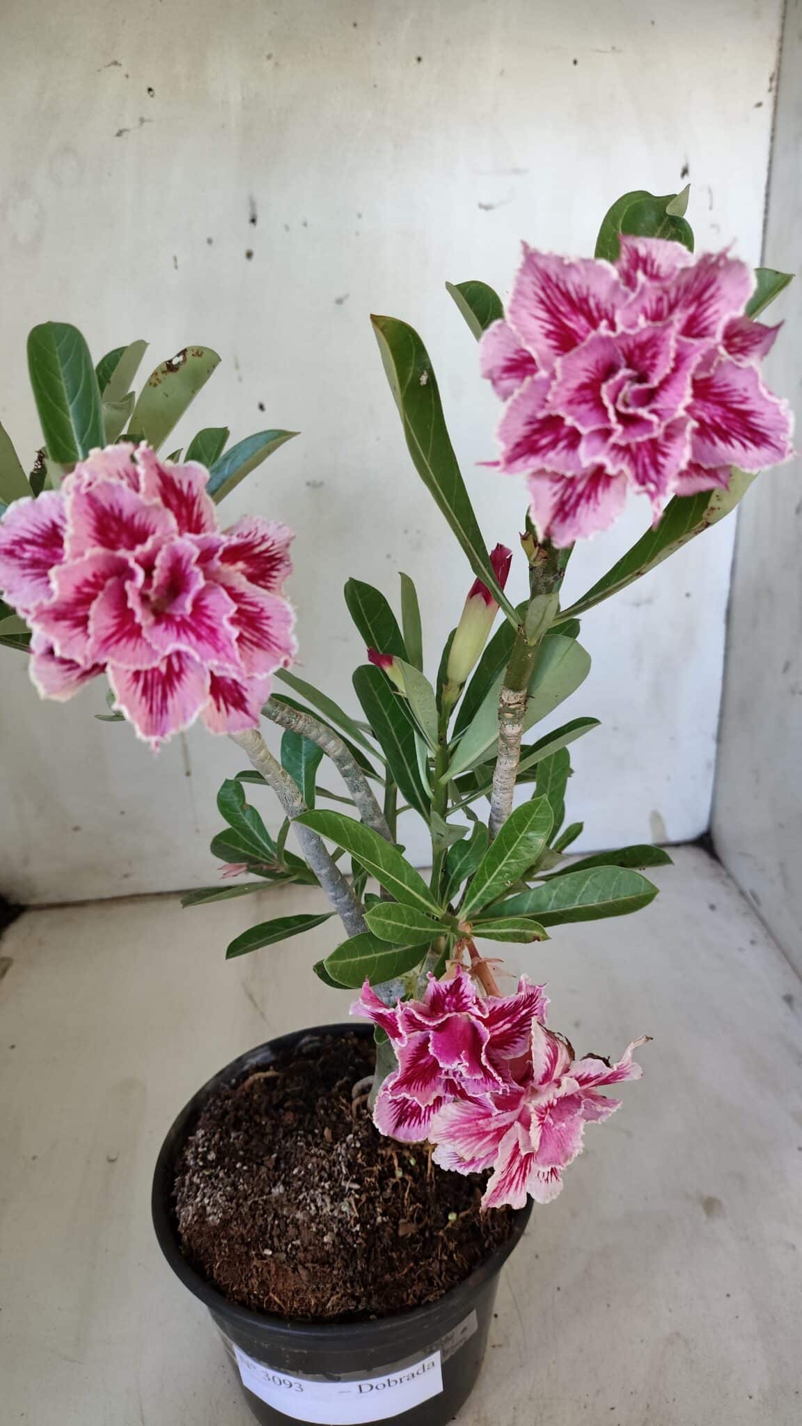 Planta Dobrada 3093 – 30cm – 03 anos