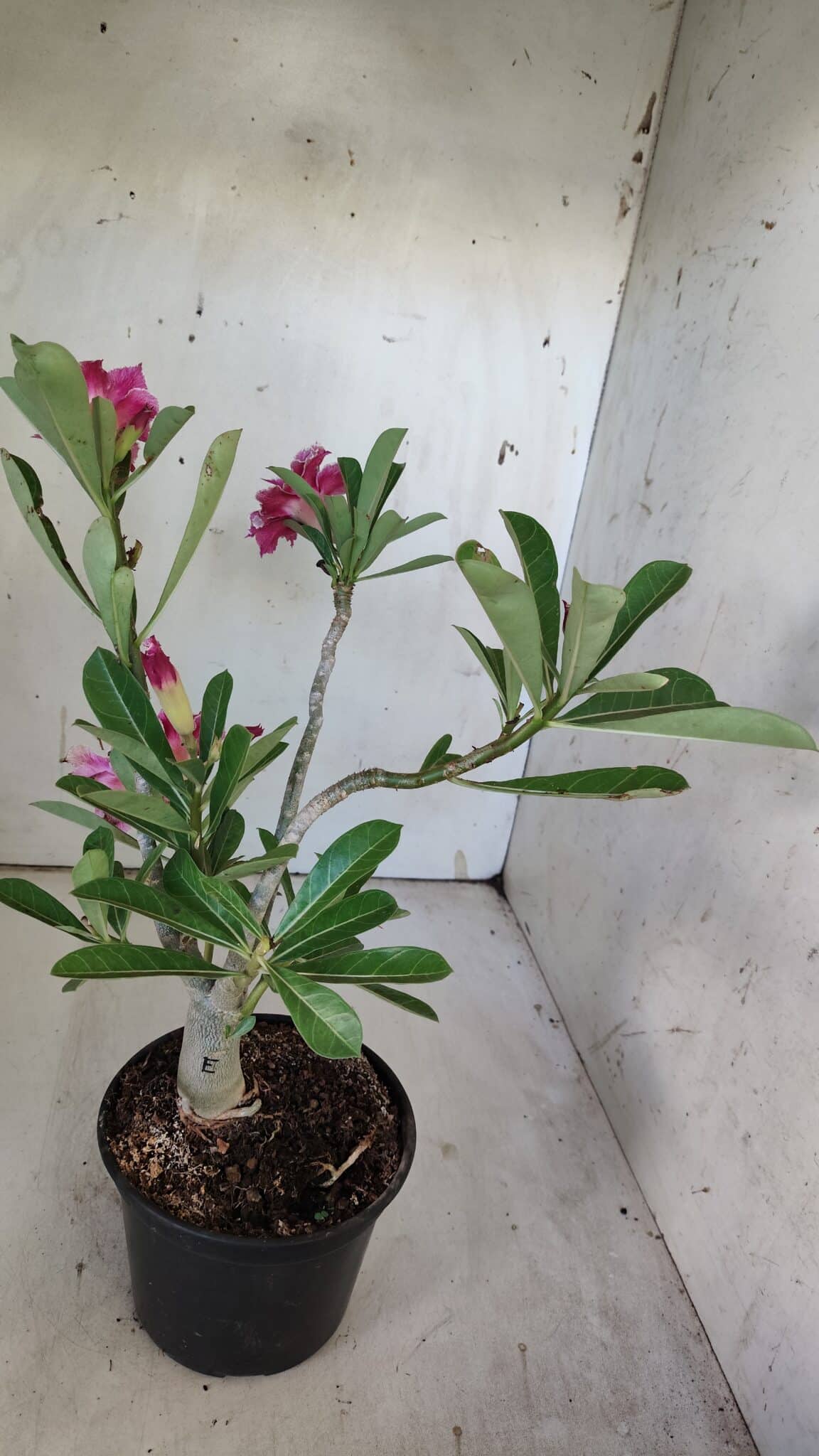 Planta Dobrada 3093 – 30cm – 03 anos