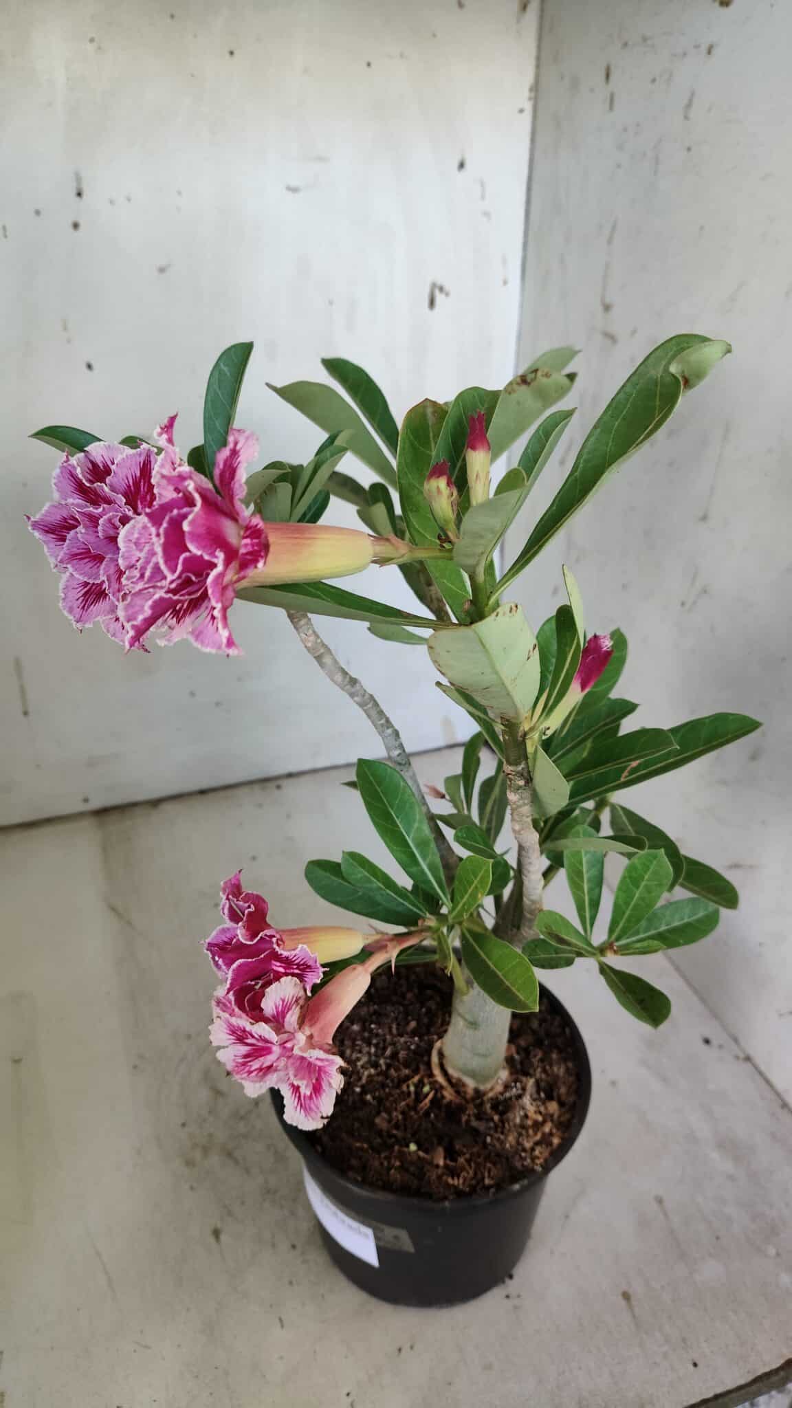 Planta Dobrada 3093 – 30cm – 03 anos