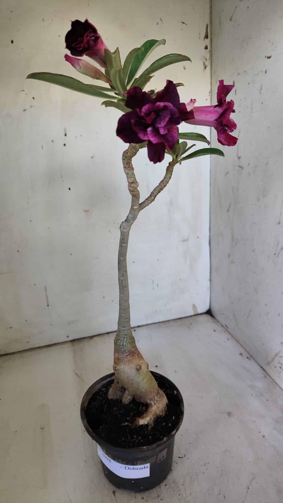 Planta Dobrada 3094 – 35cm – 03 anos