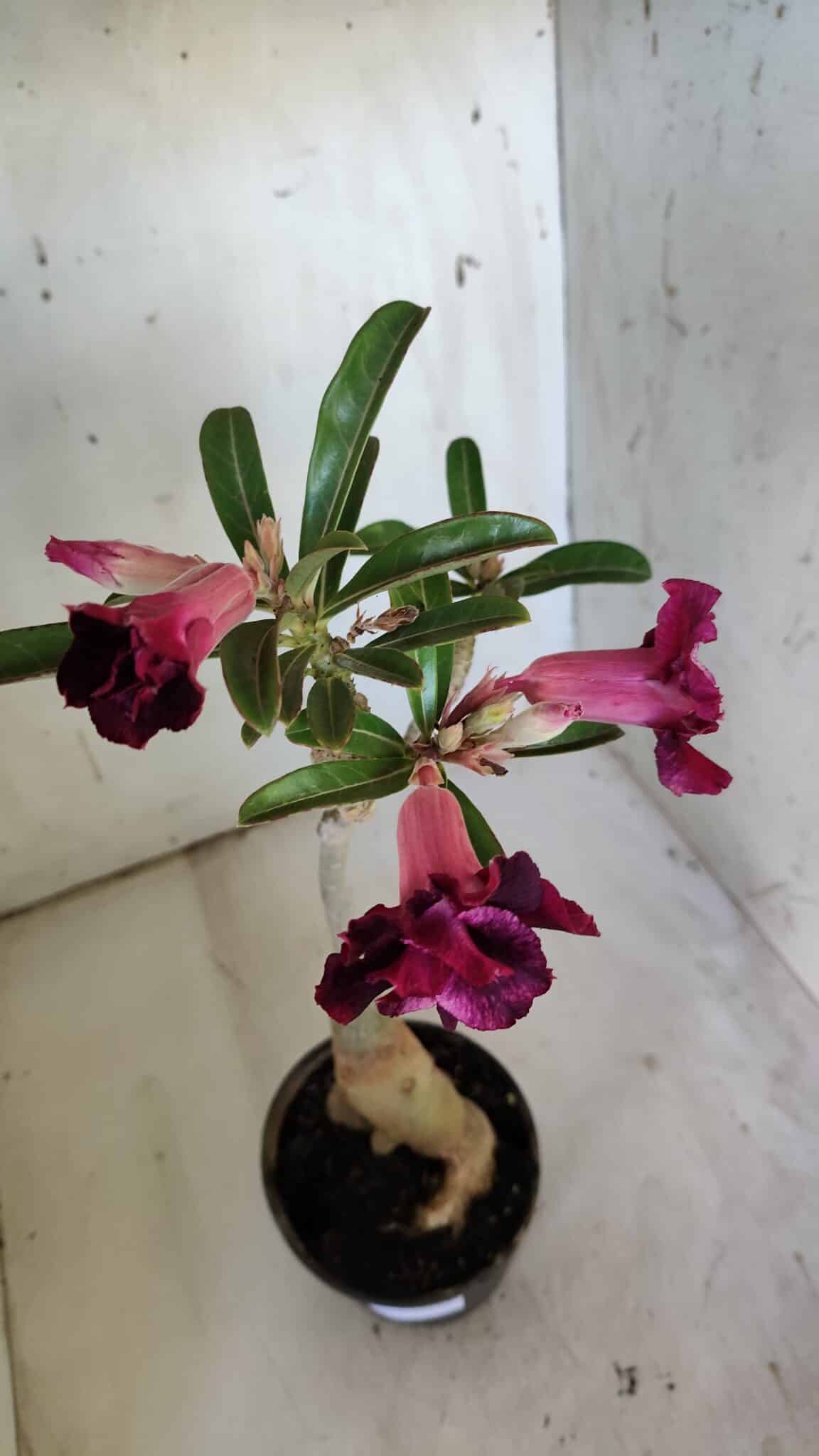 Planta Dobrada 3094 – 35cm – 03 anos