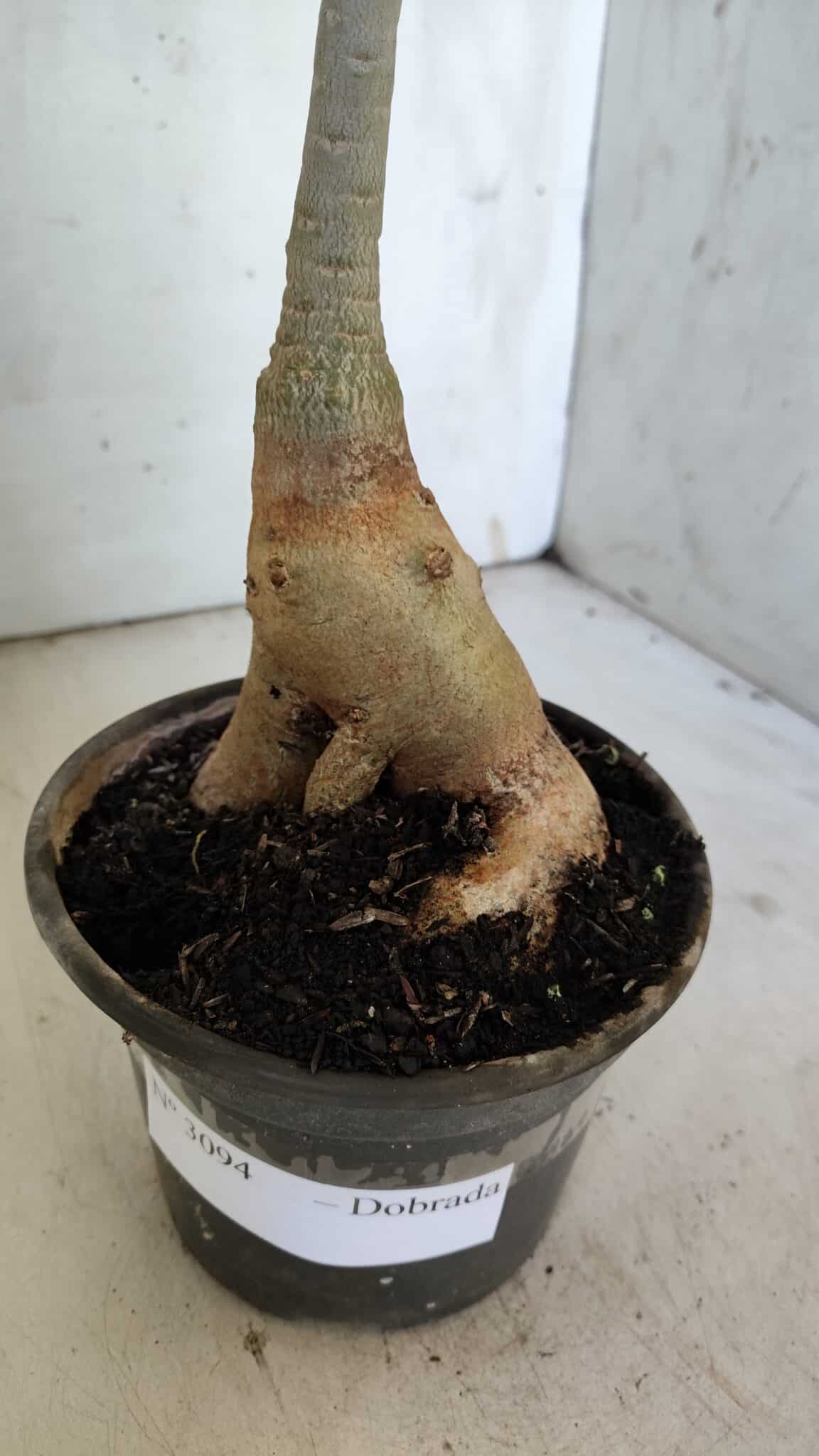Planta Dobrada 3094 – 35cm – 03 anos