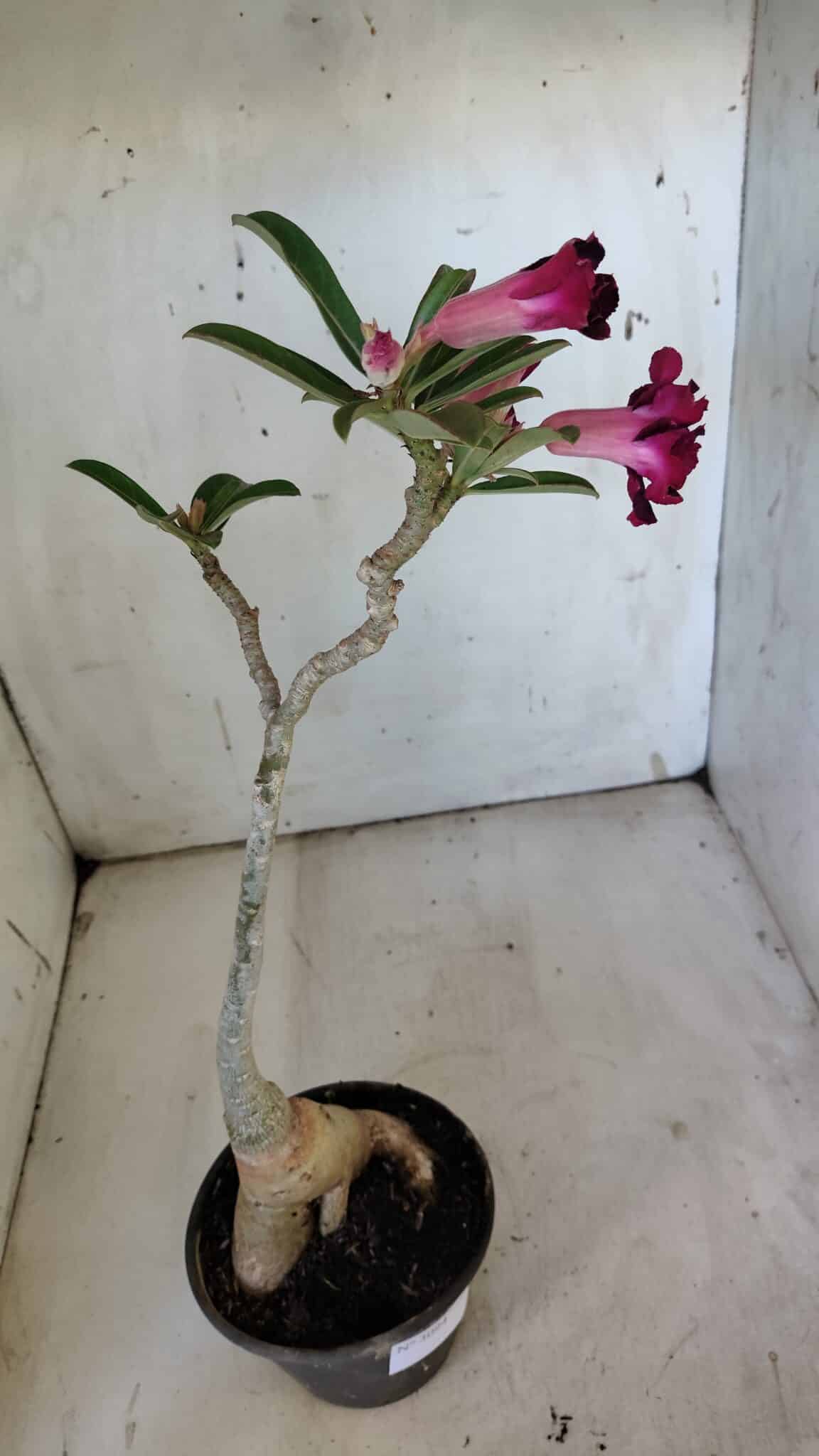 Planta Dobrada 3094 – 35cm – 03 anos