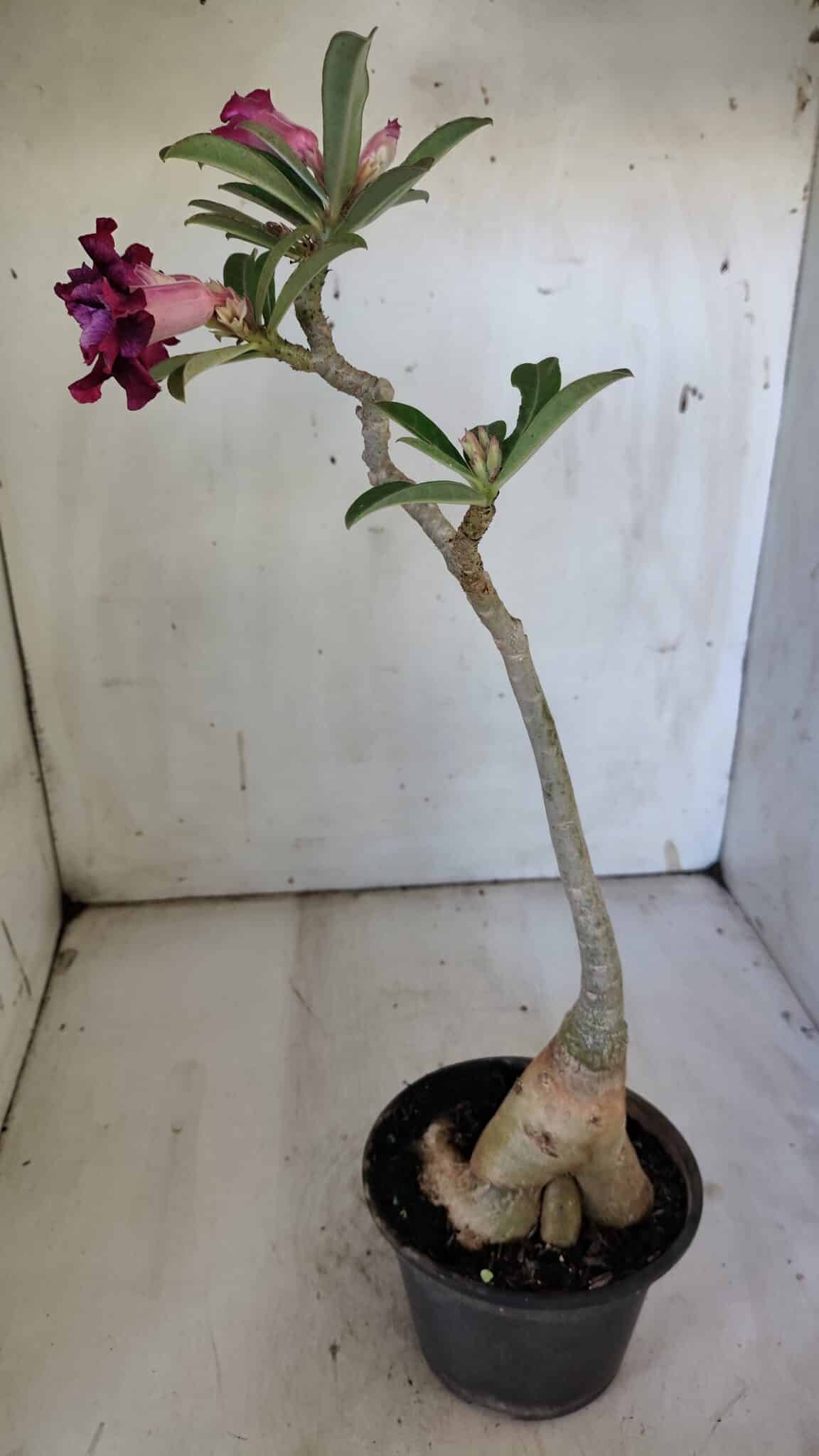 Planta Dobrada 3094 – 35cm – 03 anos