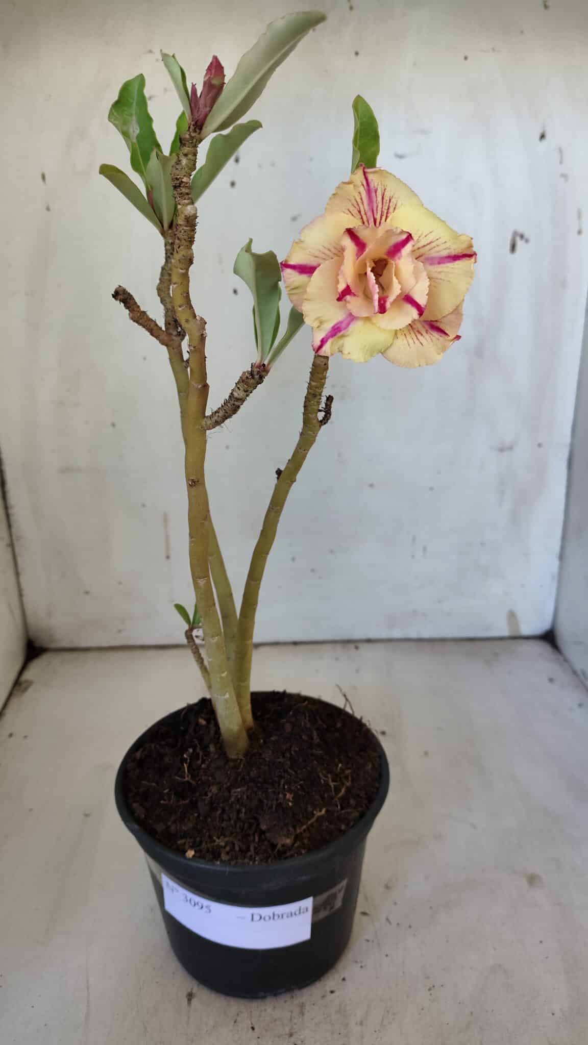 Planta Dobrada 3095 – 30cm – 02 anos