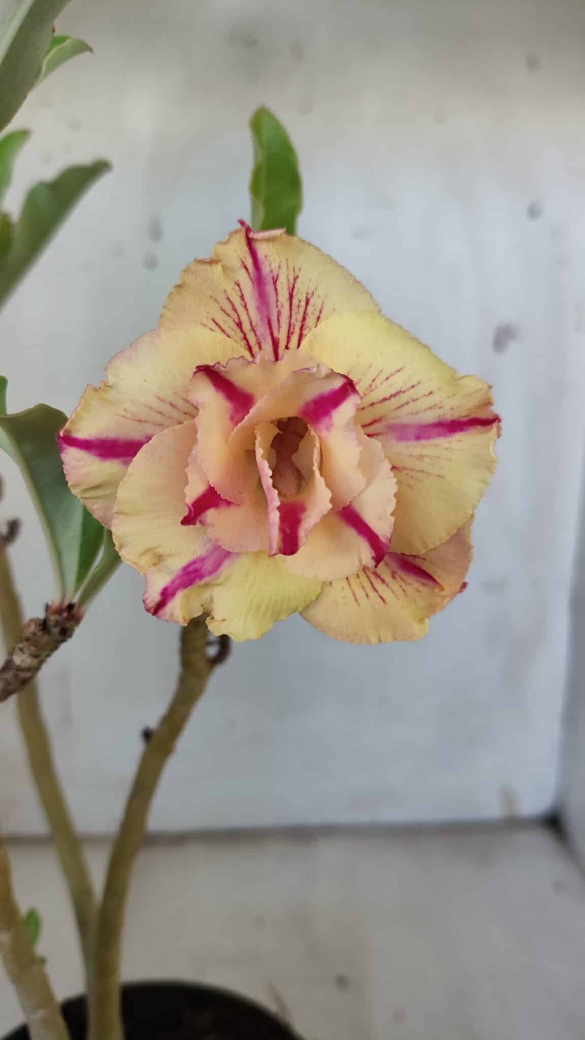 Planta Dobrada 3095 – 30cm – 02 anos