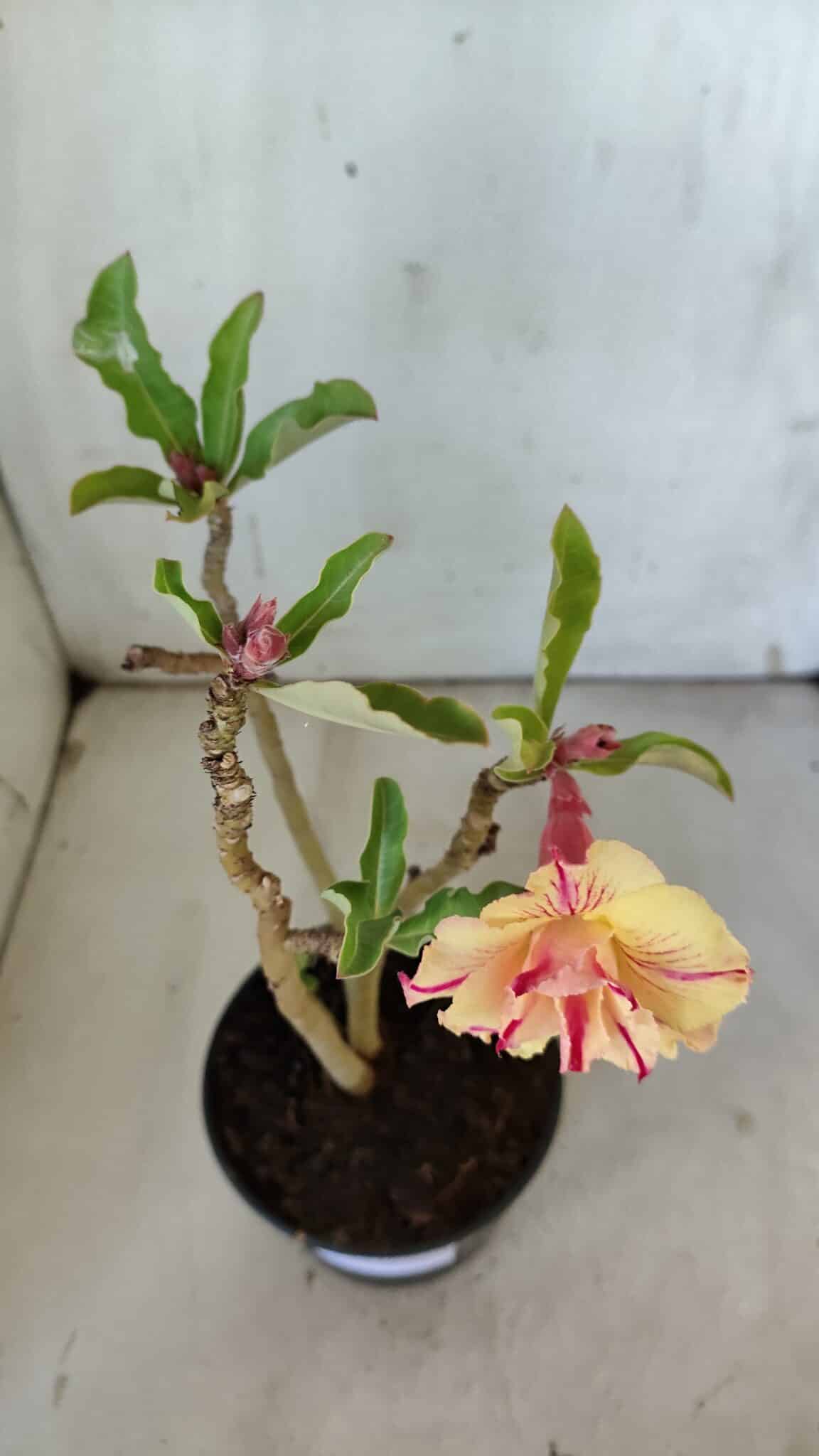 Planta Dobrada 3095 – 30cm – 02 anos
