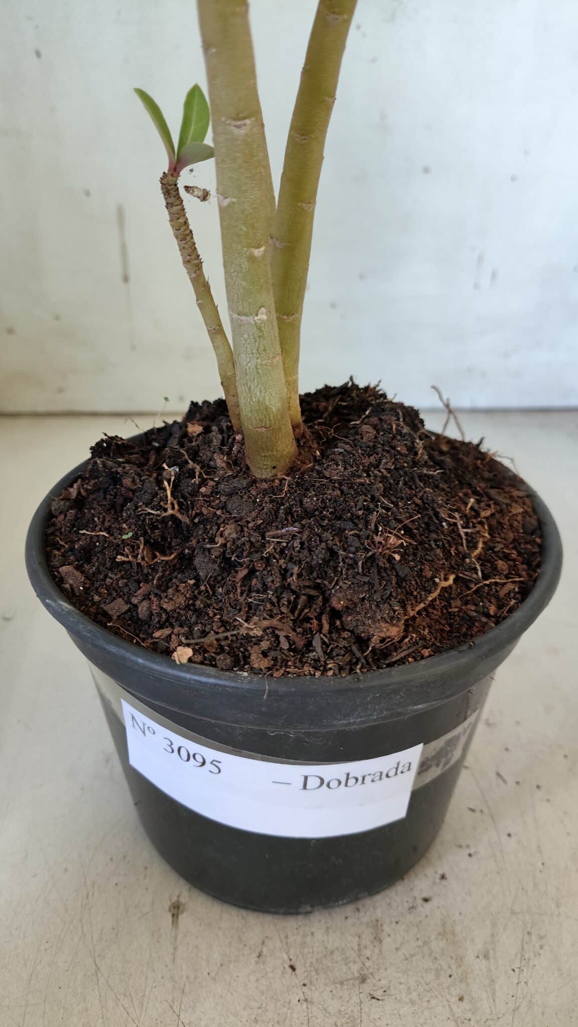Planta Dobrada 3095 – 30cm – 02 anos