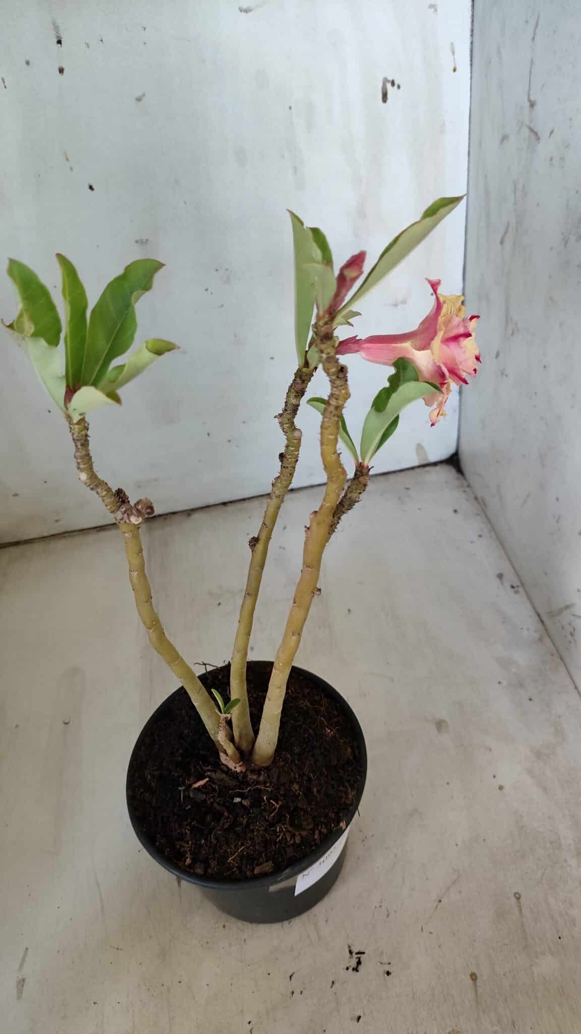 Planta Dobrada 3095 – 30cm – 02 anos