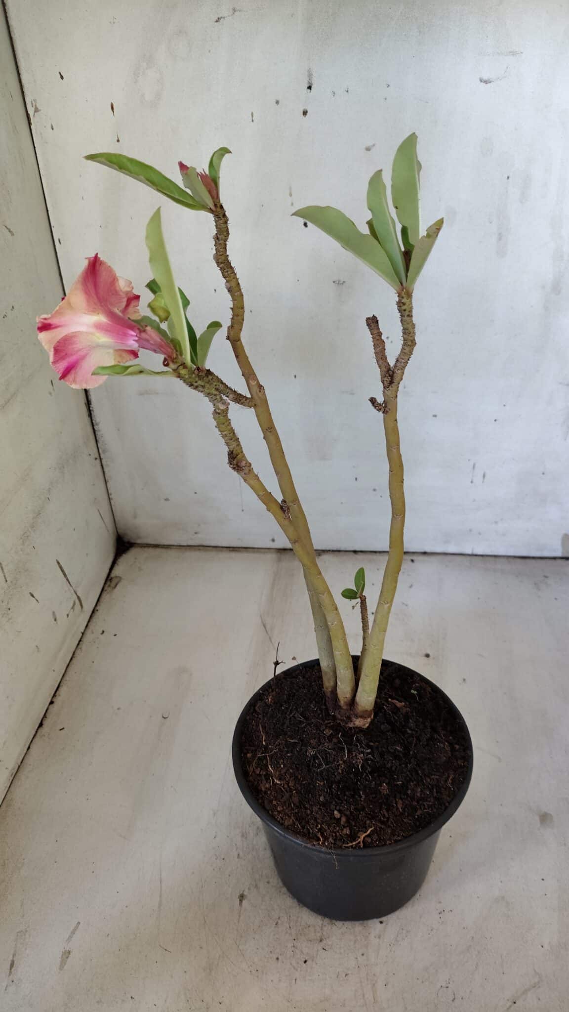 Planta Dobrada 3095 – 30cm – 02 anos