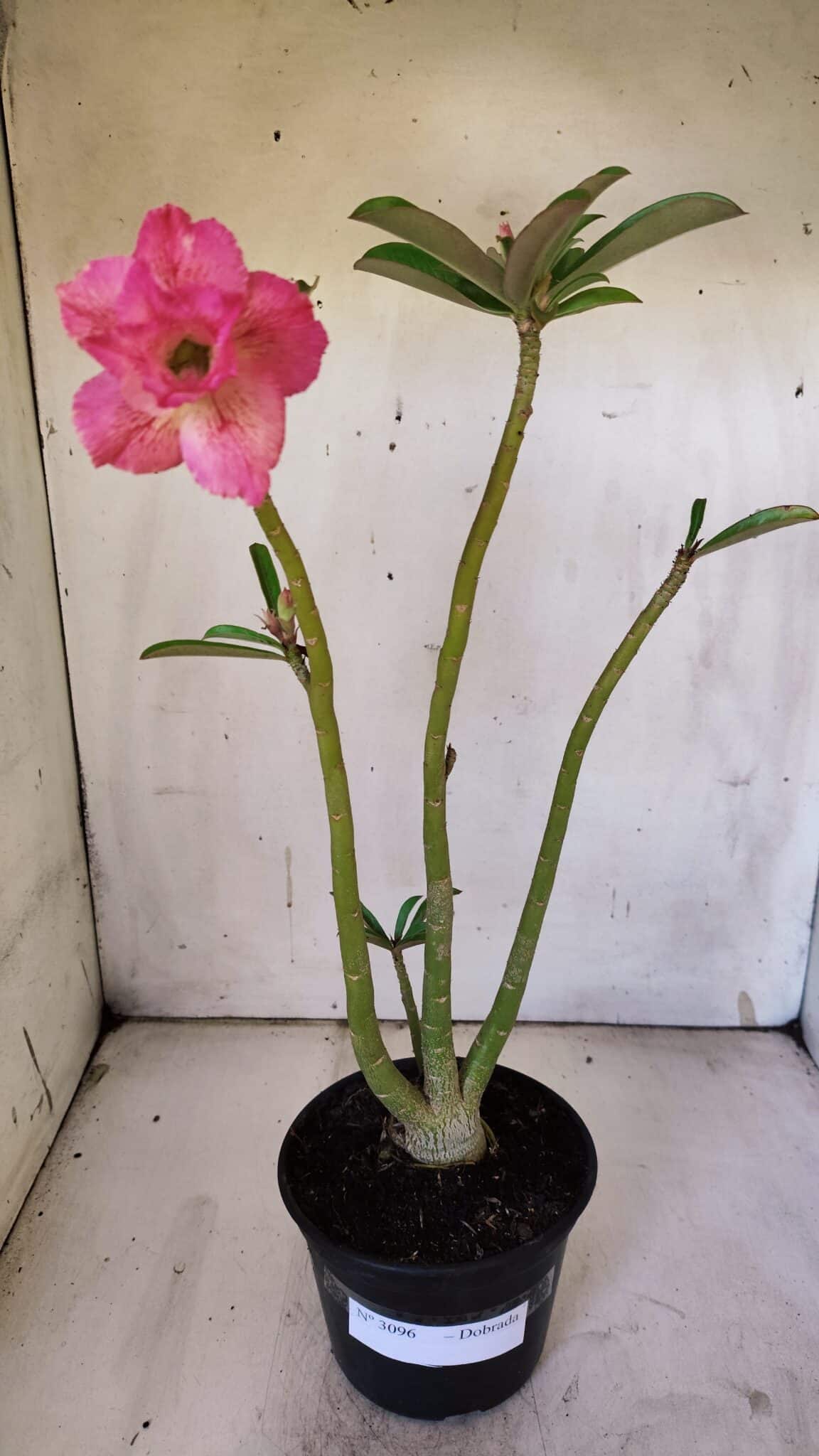 Planta Dobrada 3096 – 35cm – 03 anos