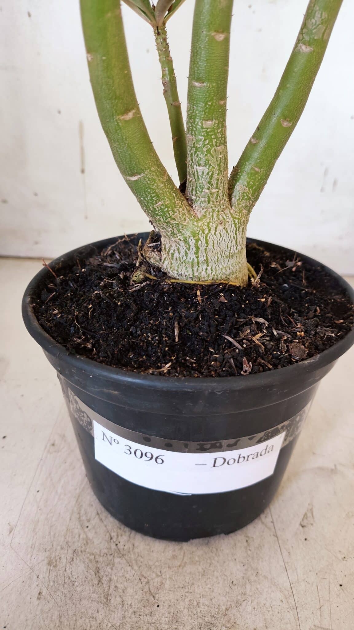 Planta Dobrada 3096 – 35cm – 03 anos