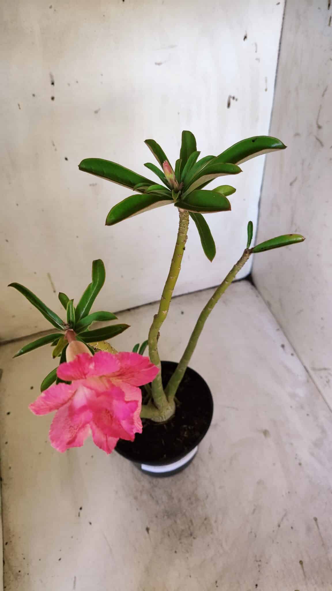 Planta Dobrada 3096 – 35cm – 03 anos
