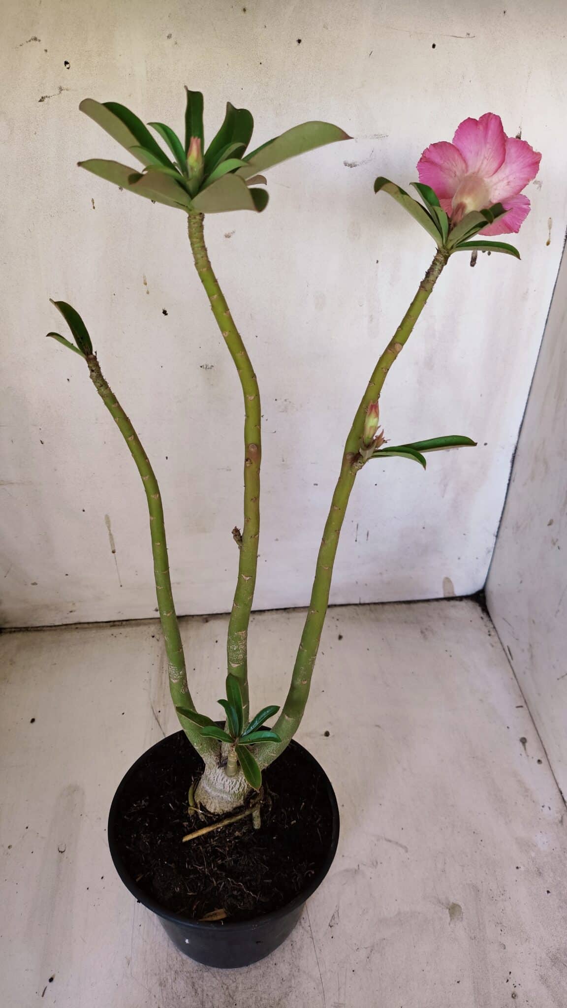 Planta Dobrada 3096 – 35cm – 03 anos