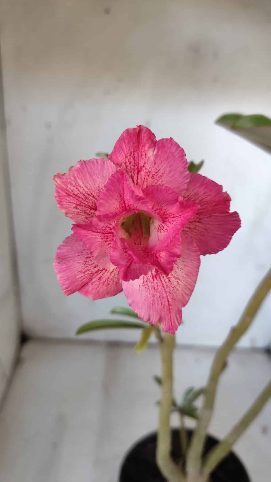 Planta Dobrada 3096 – 35cm – 03 anos