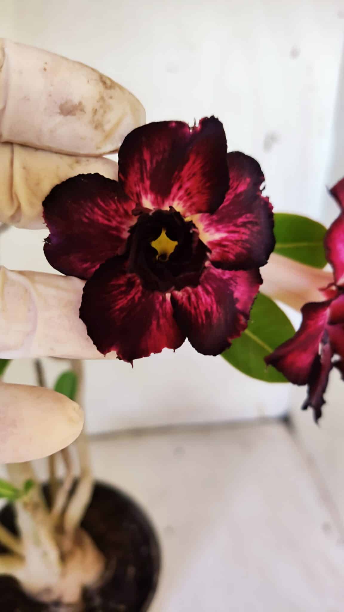 Planta Dobrada 3097 – 35cm – 03 anos