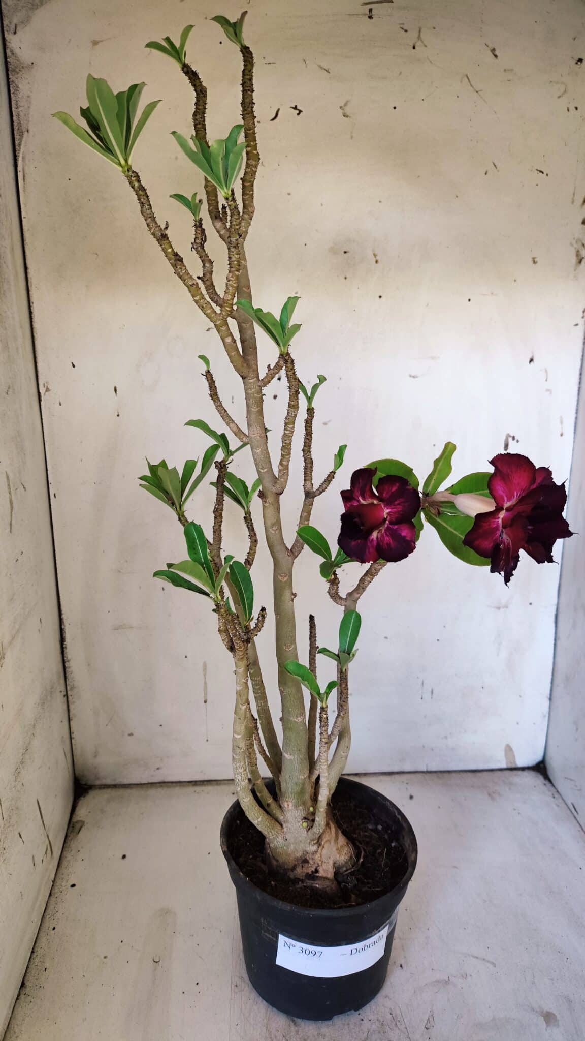 Planta Dobrada 3097 – 35cm – 03 anos