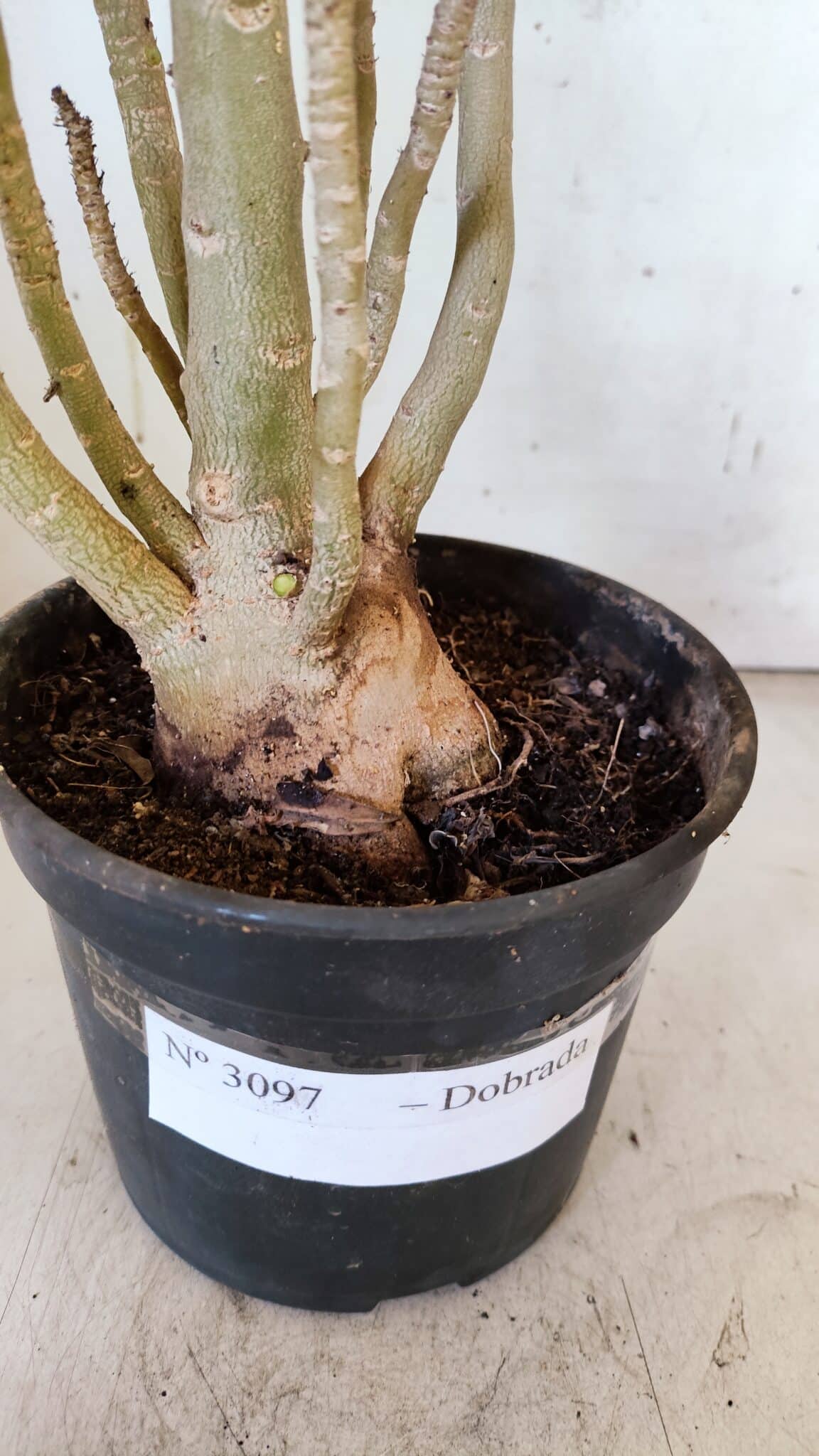 Planta Dobrada 3097 – 35cm – 03 anos