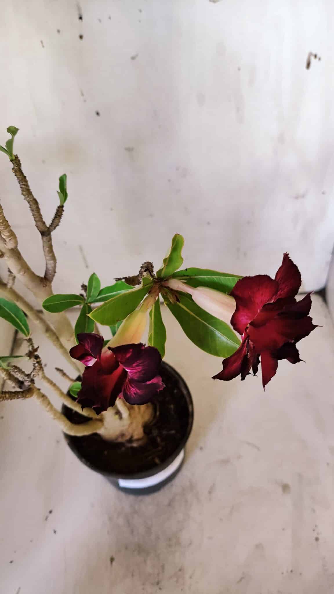 Planta Dobrada 3097 – 35cm – 03 anos