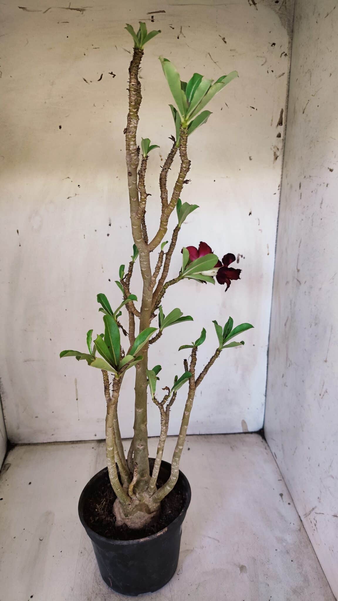 Planta Dobrada 3097 – 35cm – 03 anos