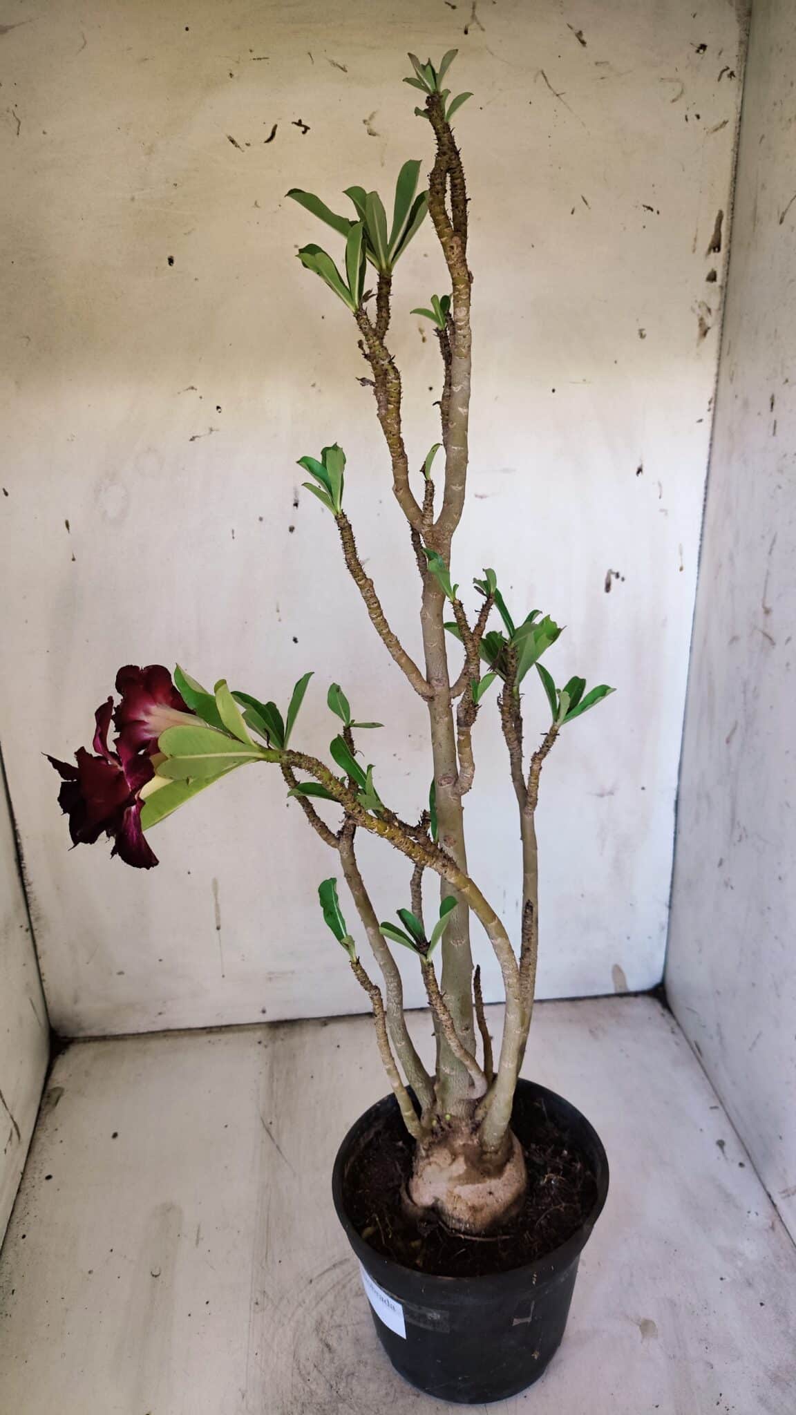 Planta Dobrada 3097 – 35cm – 03 anos