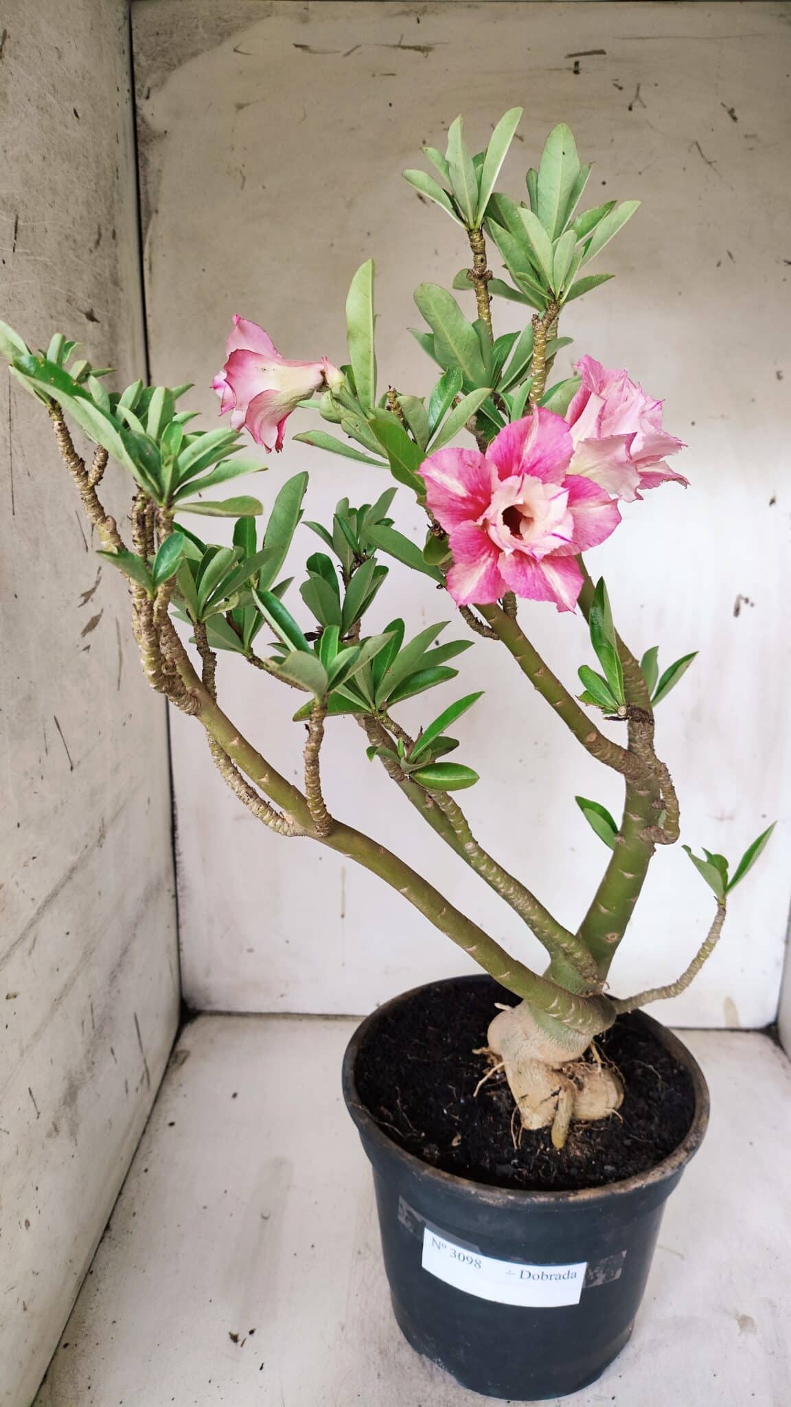 Planta Dobrada 3098 – 55cm – 05 anos