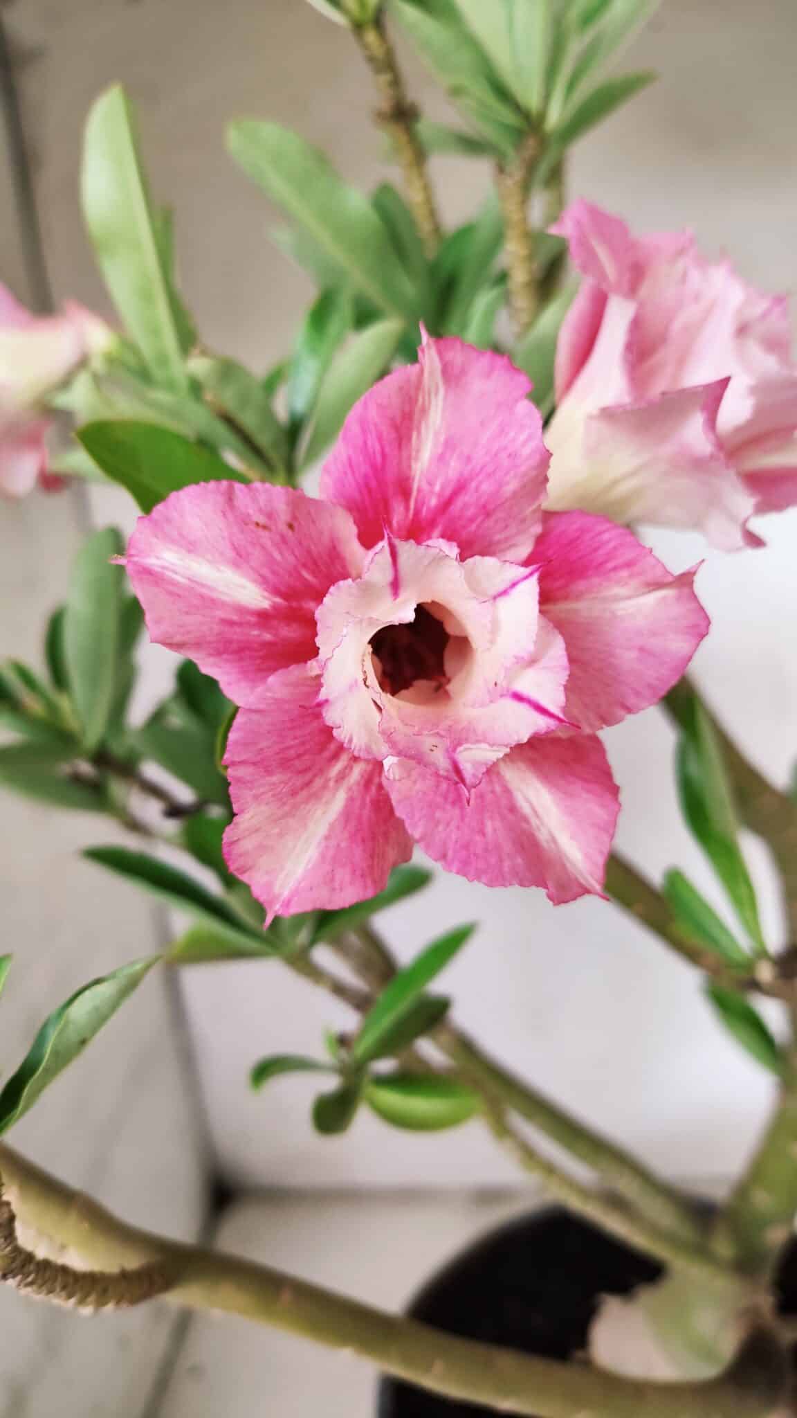 Planta Dobrada 3098 – 55cm – 05 anos
