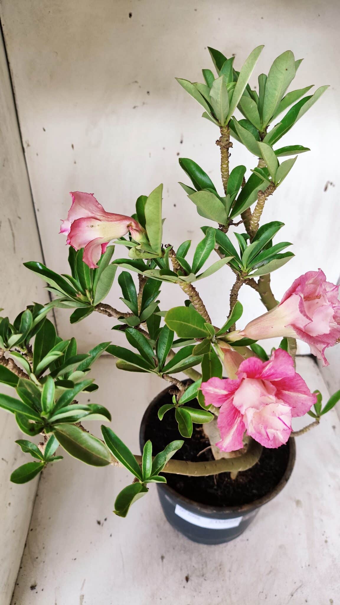 Planta Dobrada 3098 – 55cm – 05 anos