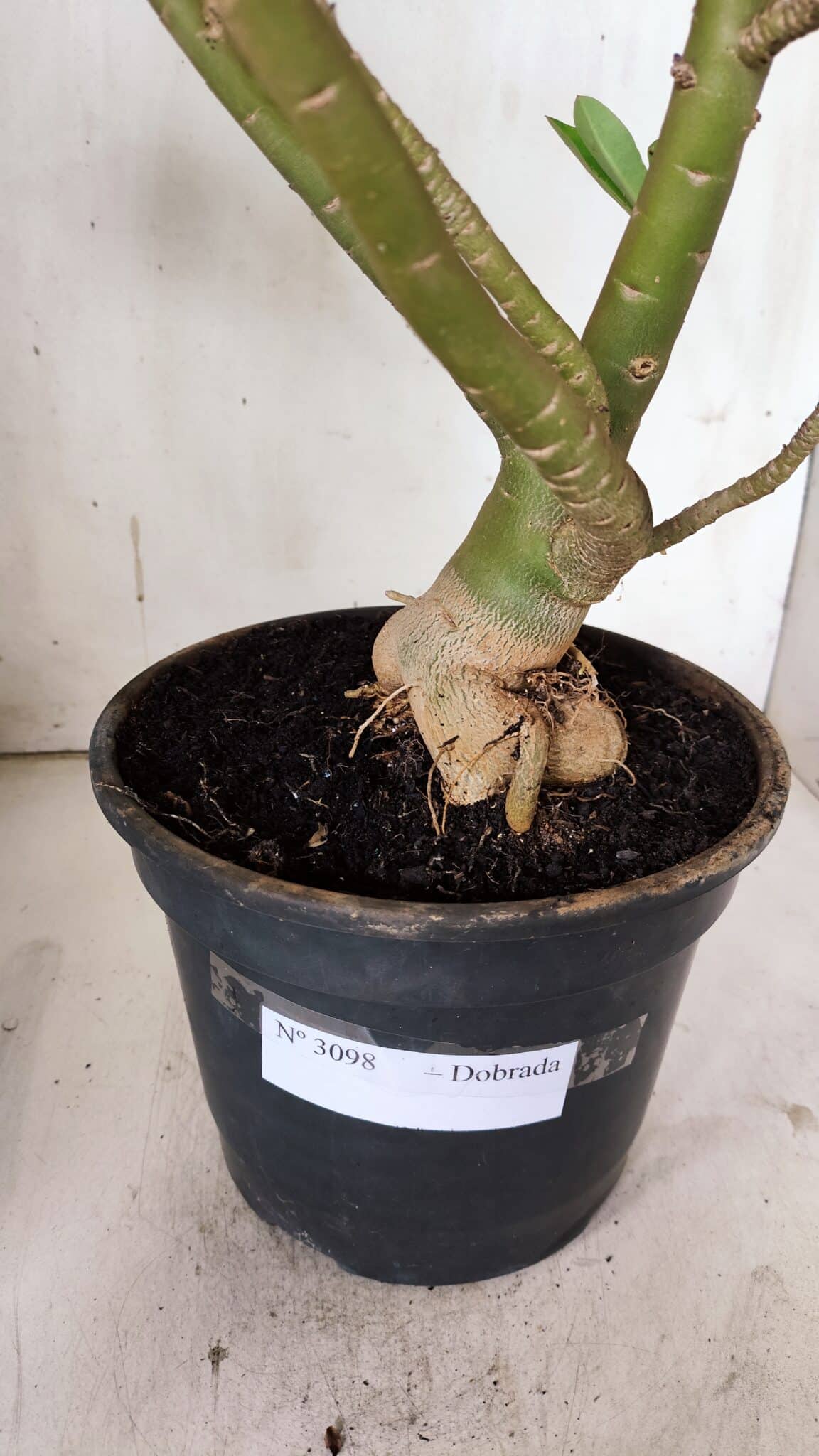 Planta Dobrada 3098 – 55cm – 05 anos