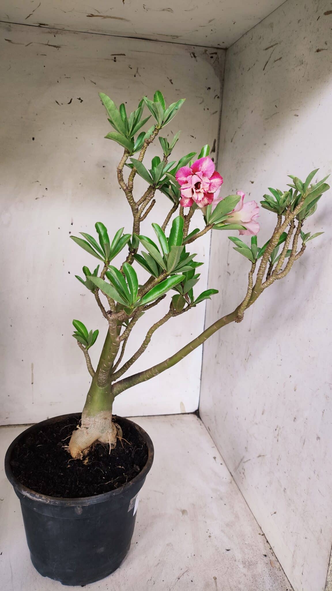 Planta Dobrada 3098 – 55cm – 05 anos