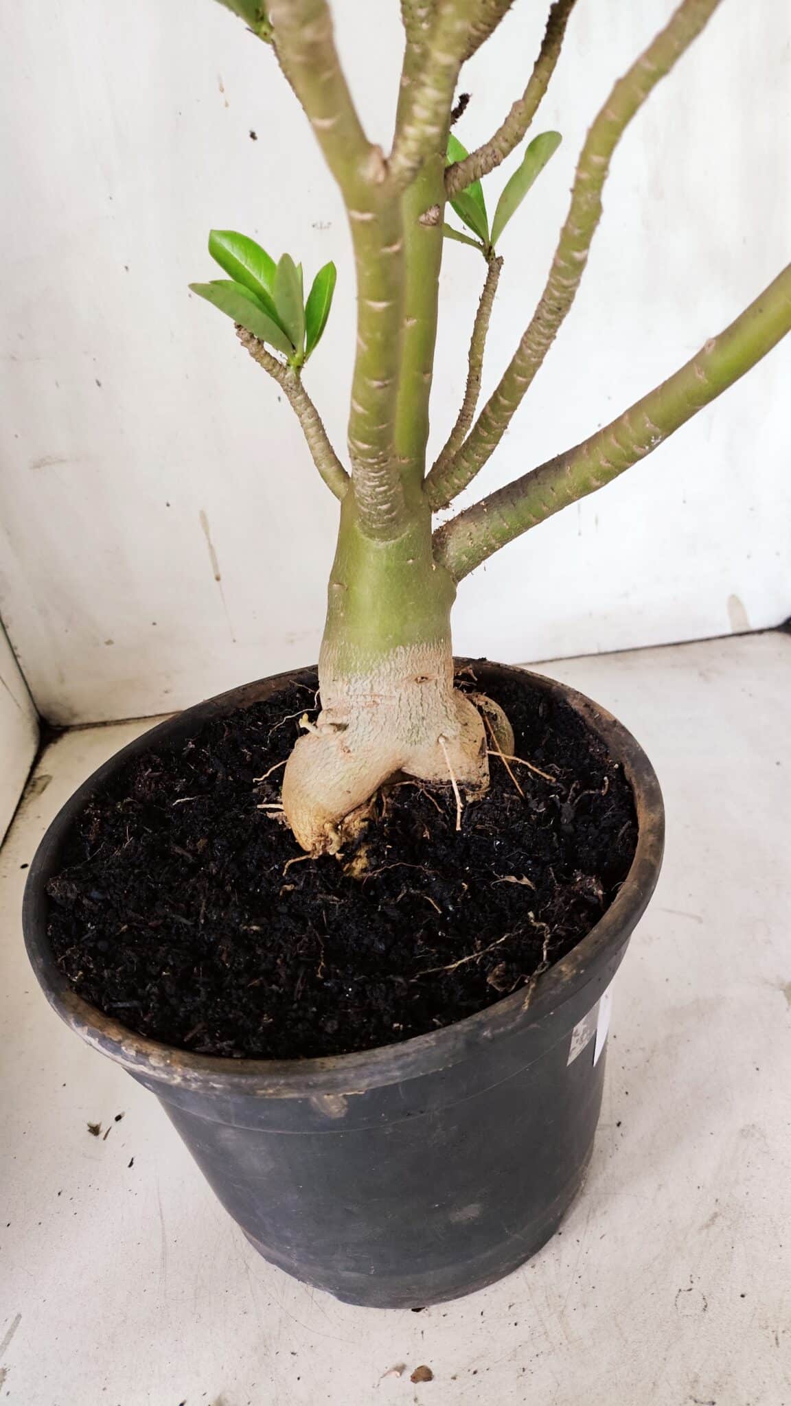 Planta Dobrada 3098 – 55cm – 05 anos
