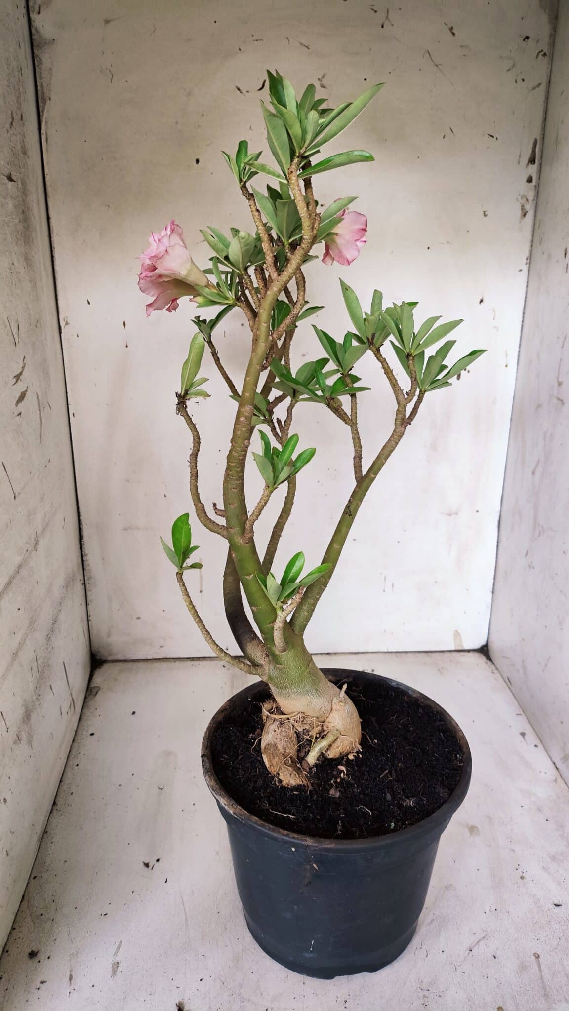 Planta Dobrada 3098 – 55cm – 05 anos