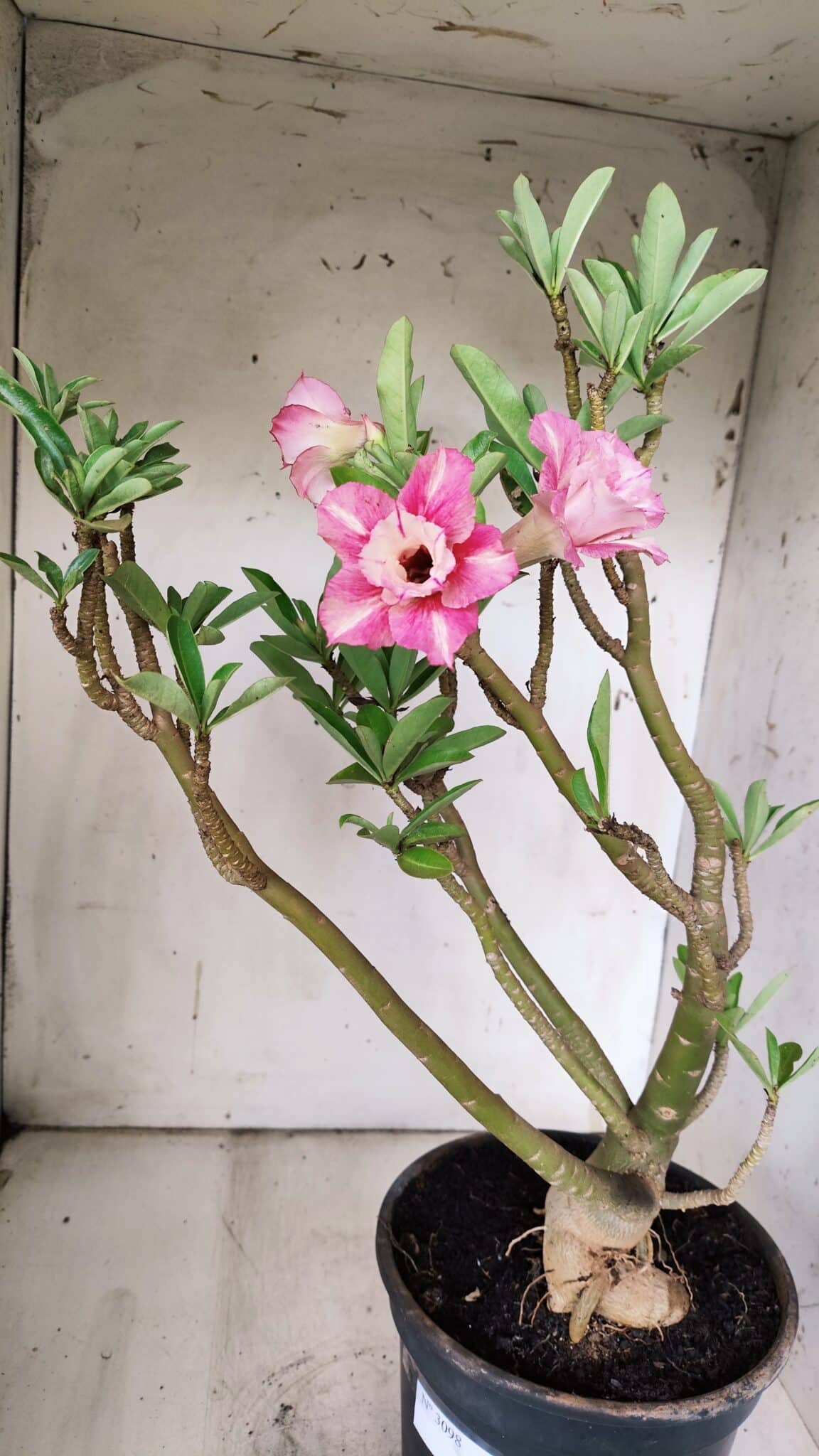 Planta Dobrada 3098 – 55cm – 05 anos